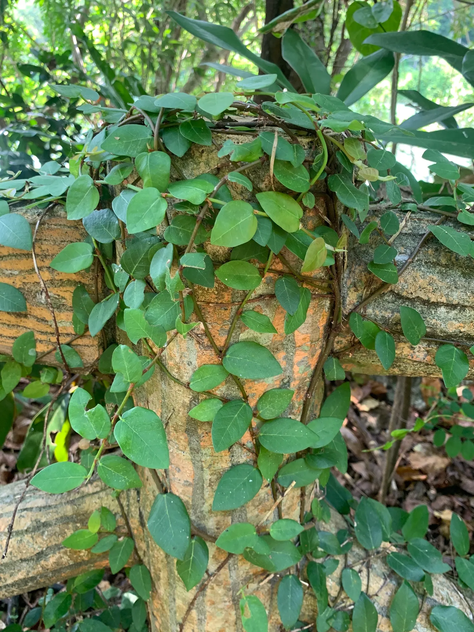 Creeping Fig (Ficus Pumila) — fast-growing vine with a penchant for creating lush green tapestries over garden features