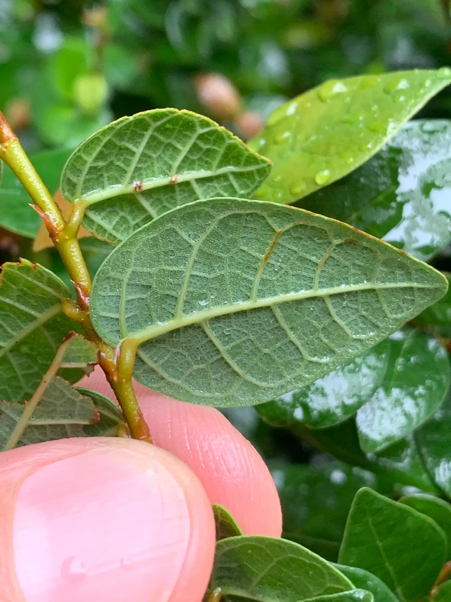 Creeping Fig (Ficus Pumila) — offering a dynamic visual as they progress; its petite heart-shaped leaves, image 70