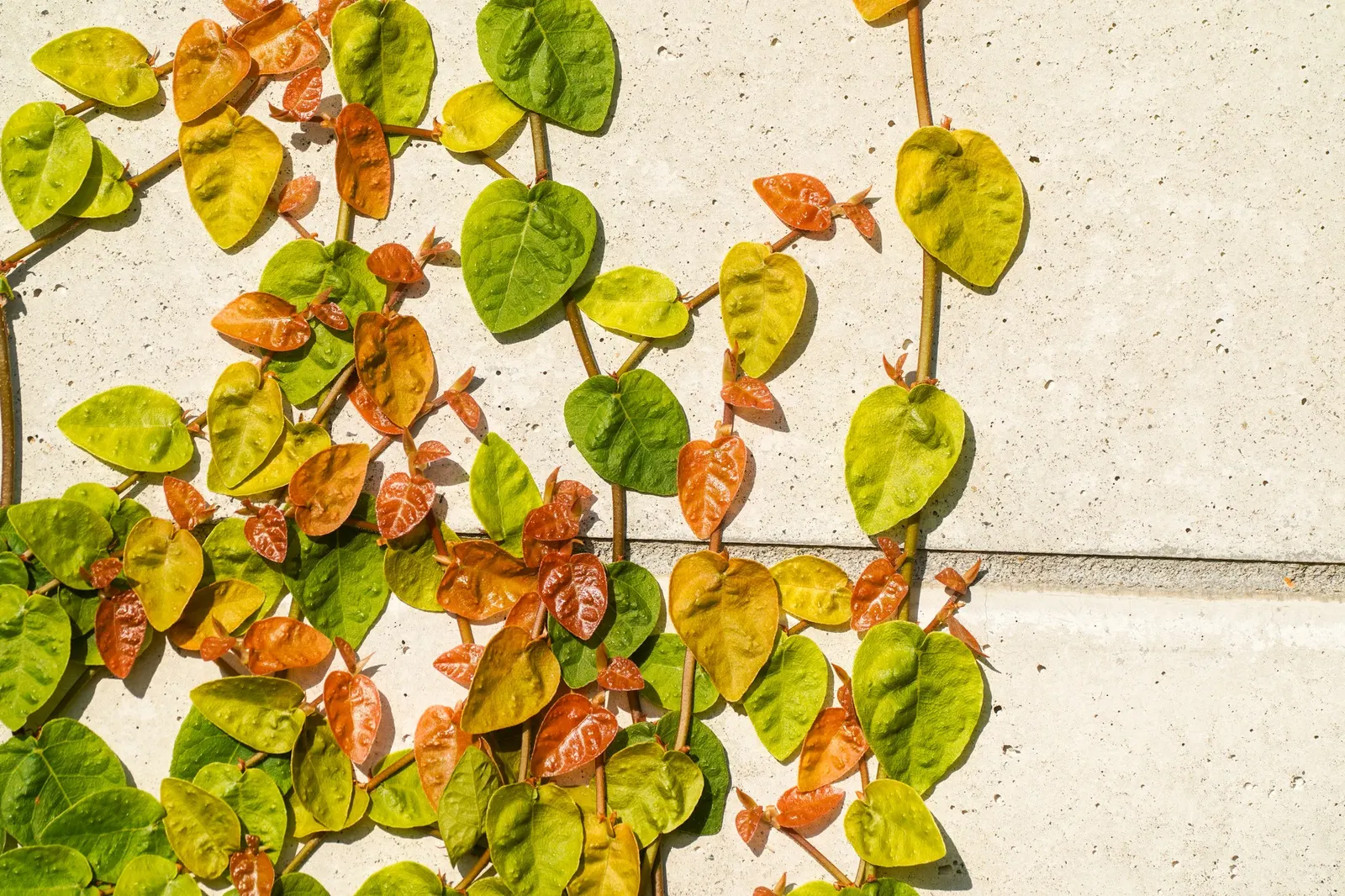 Creeping Fig (Ficus Pumila) — making it both an aesthetic and functional addition to any landscape design; enjoys partial sun to shade