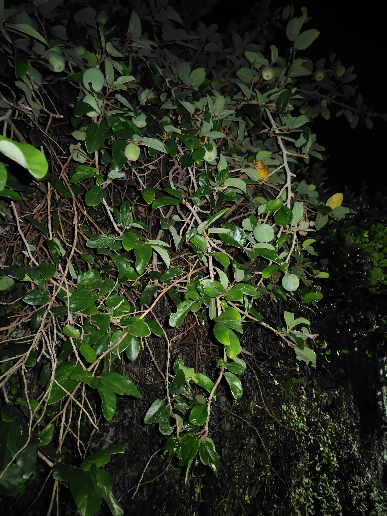 Creeping Fig (Ficus Pumila) — This vine is ideal for creating a green fa√ßade or covering unattractive fences; making it both an aesthetic and functional