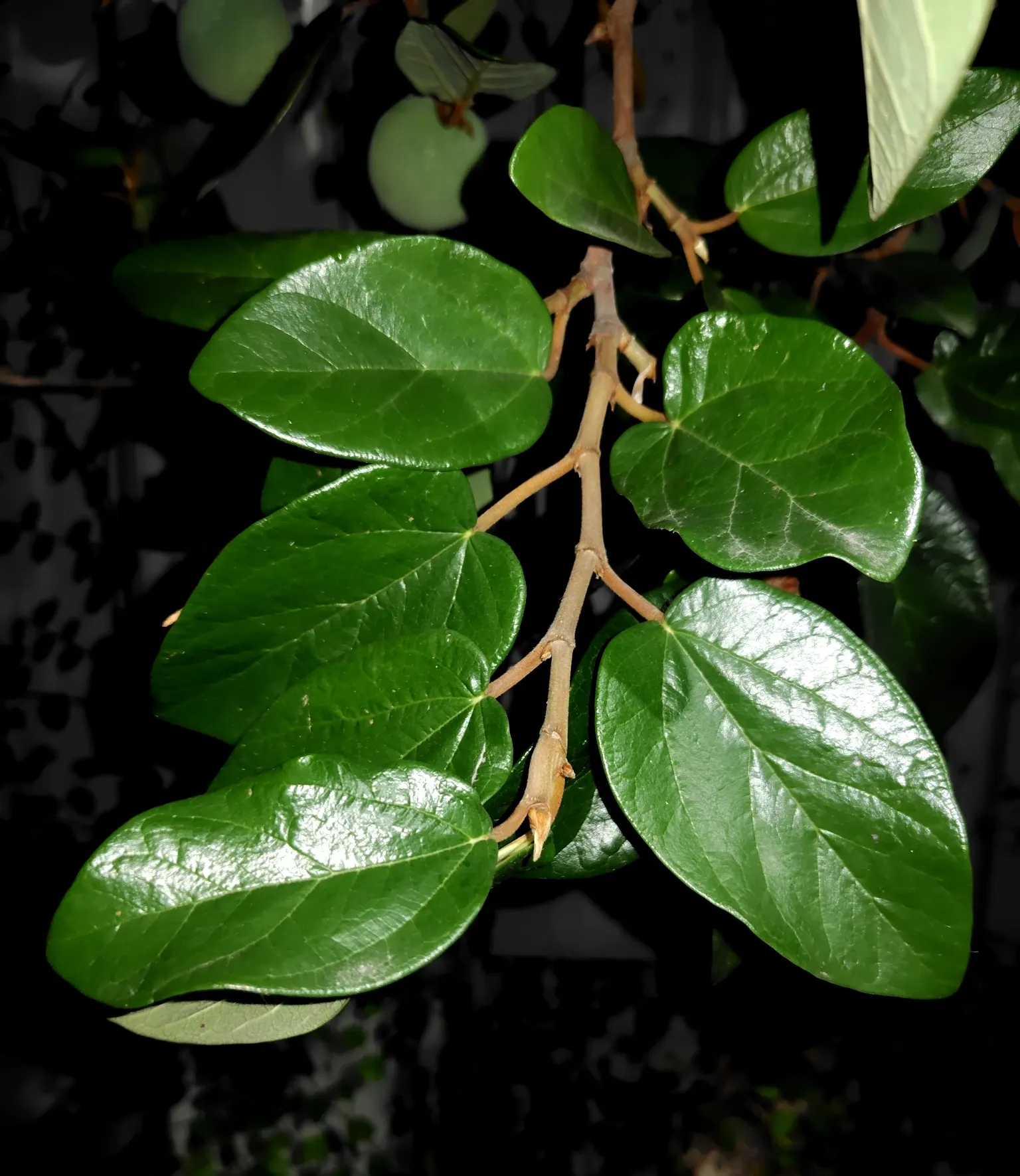 Creeping Fig (Ficus Pumila) — Clients should also be made aware that while it is generally low-maintenance; its petite heart-shaped leaves, image 110