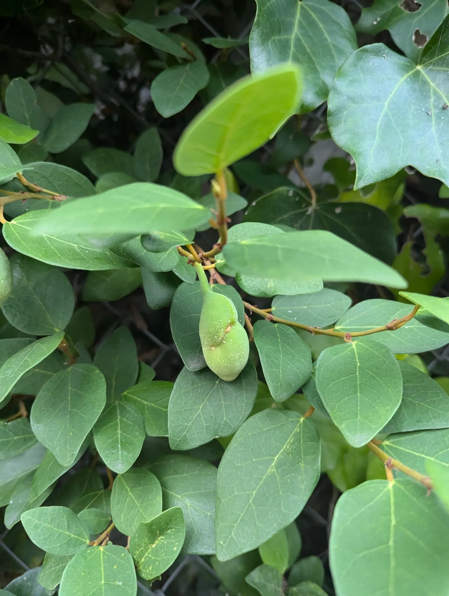 Creeping Fig (Ficus Pumila) — Its aggressive growth habits require monitoring; though it can tolerate sunnier spots once established, image 107