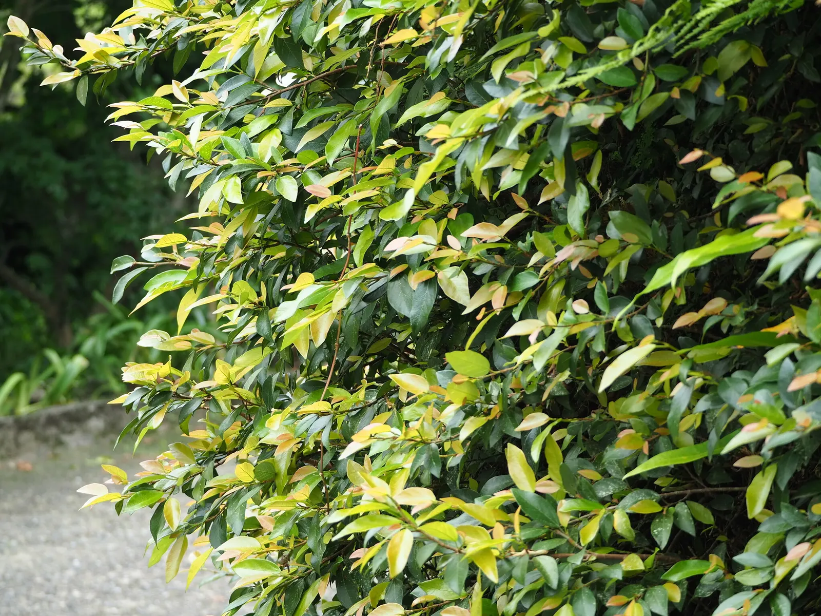 Creeping Fig (Ficus Pumila) — especially near building foundations or gutters