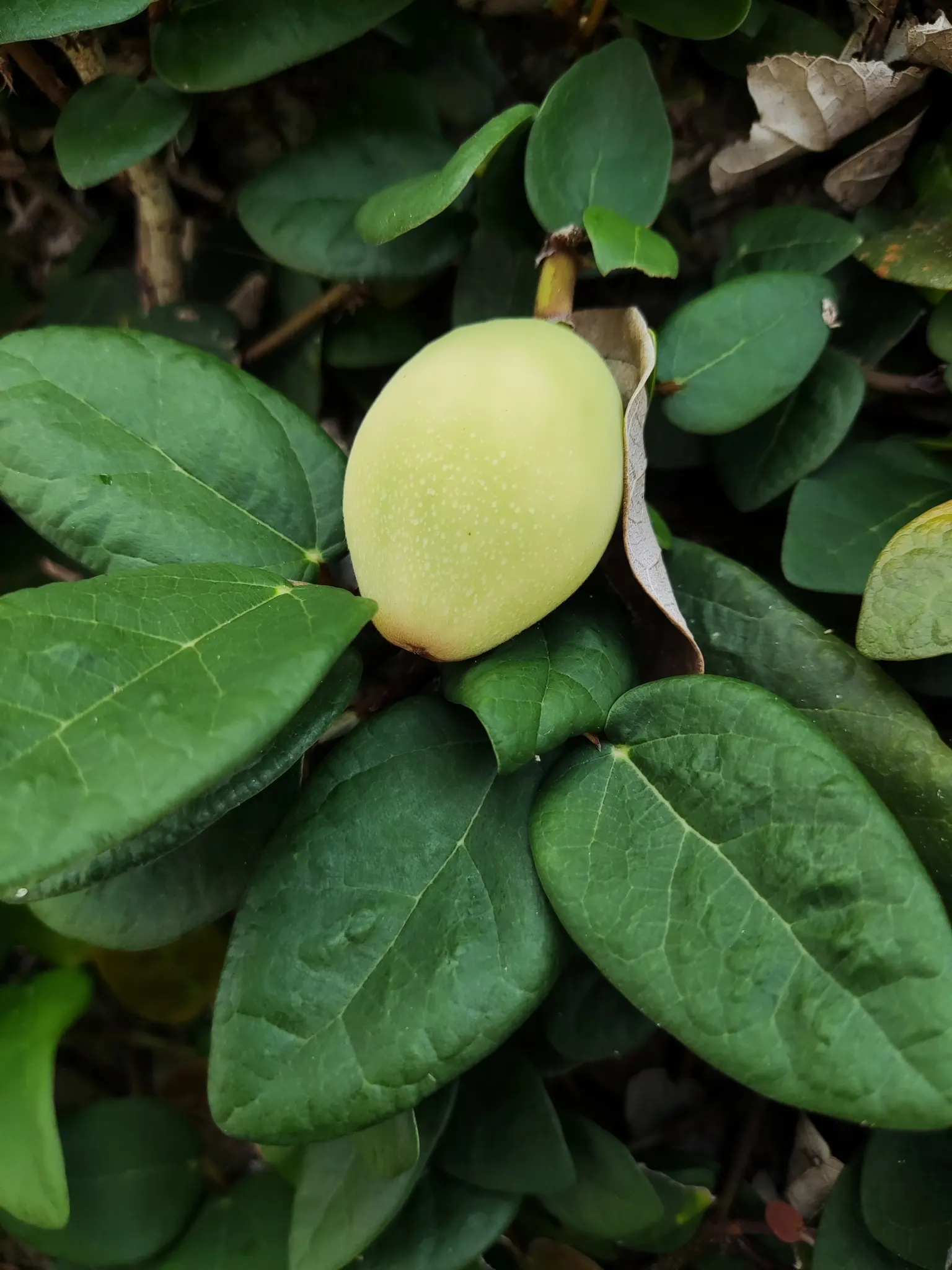 Creeping Fig (Ficus Pumila) — It flourishes in USDA hardiness zones 8 through 11 and prefers full to partial shade; enjoys partial sun to shade, image 101