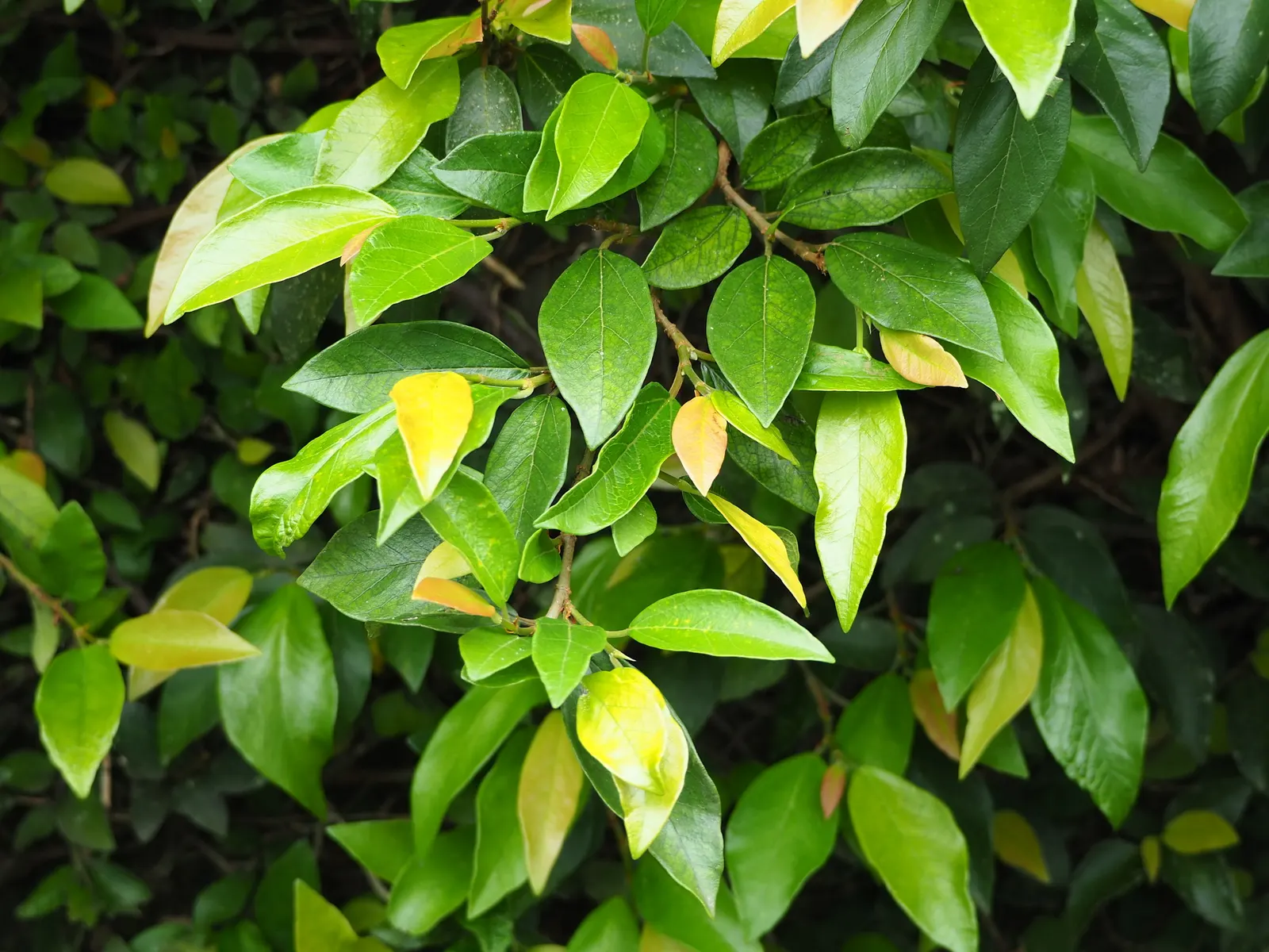 Creeping Fig (Ficus Pumila) — living tapestry in your landscape
