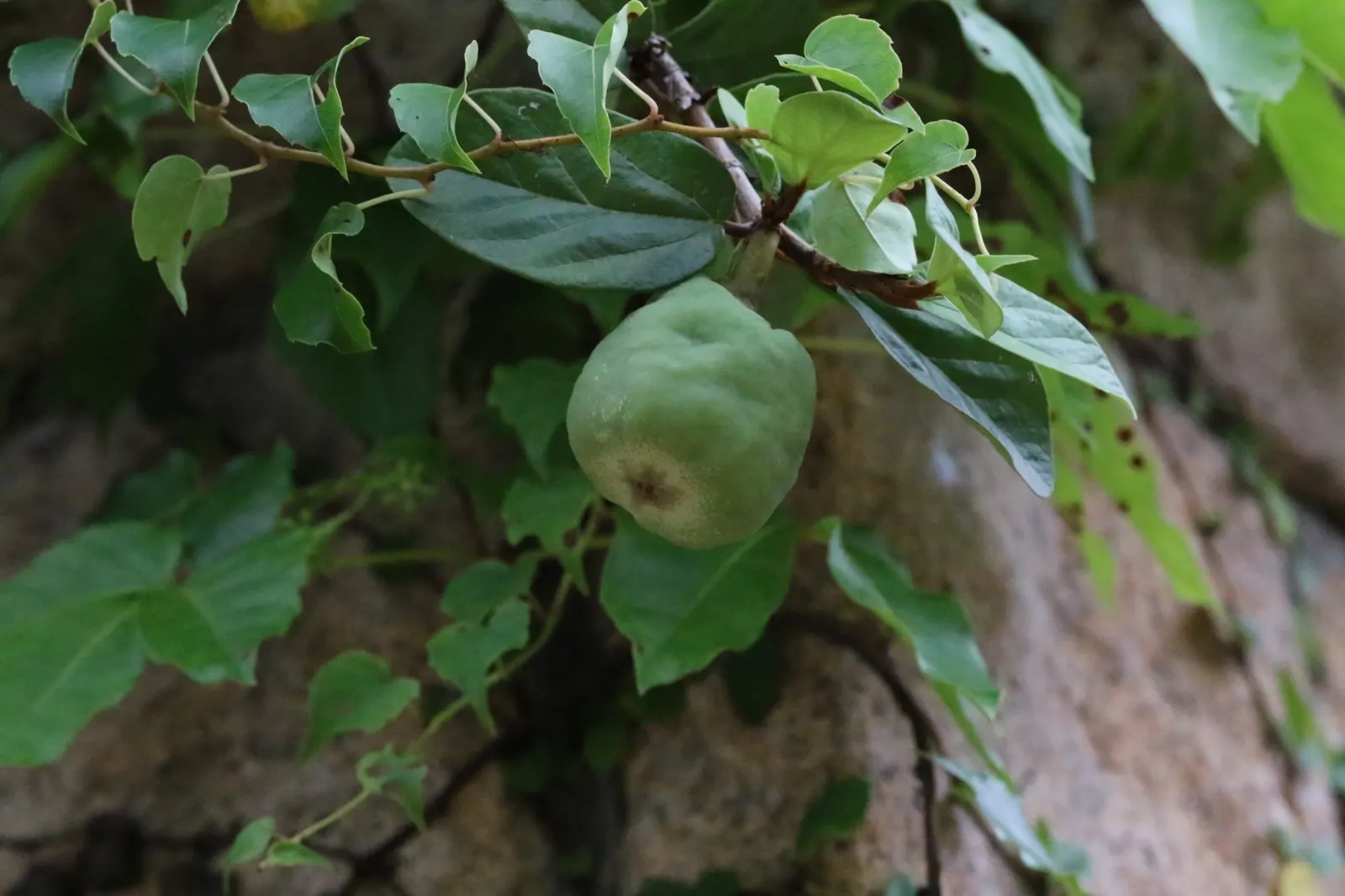 Creeping Fig (Ficus Pumila) — making it ideal for creating a verdant; though it can tolerate sunnier spots once established, image 91