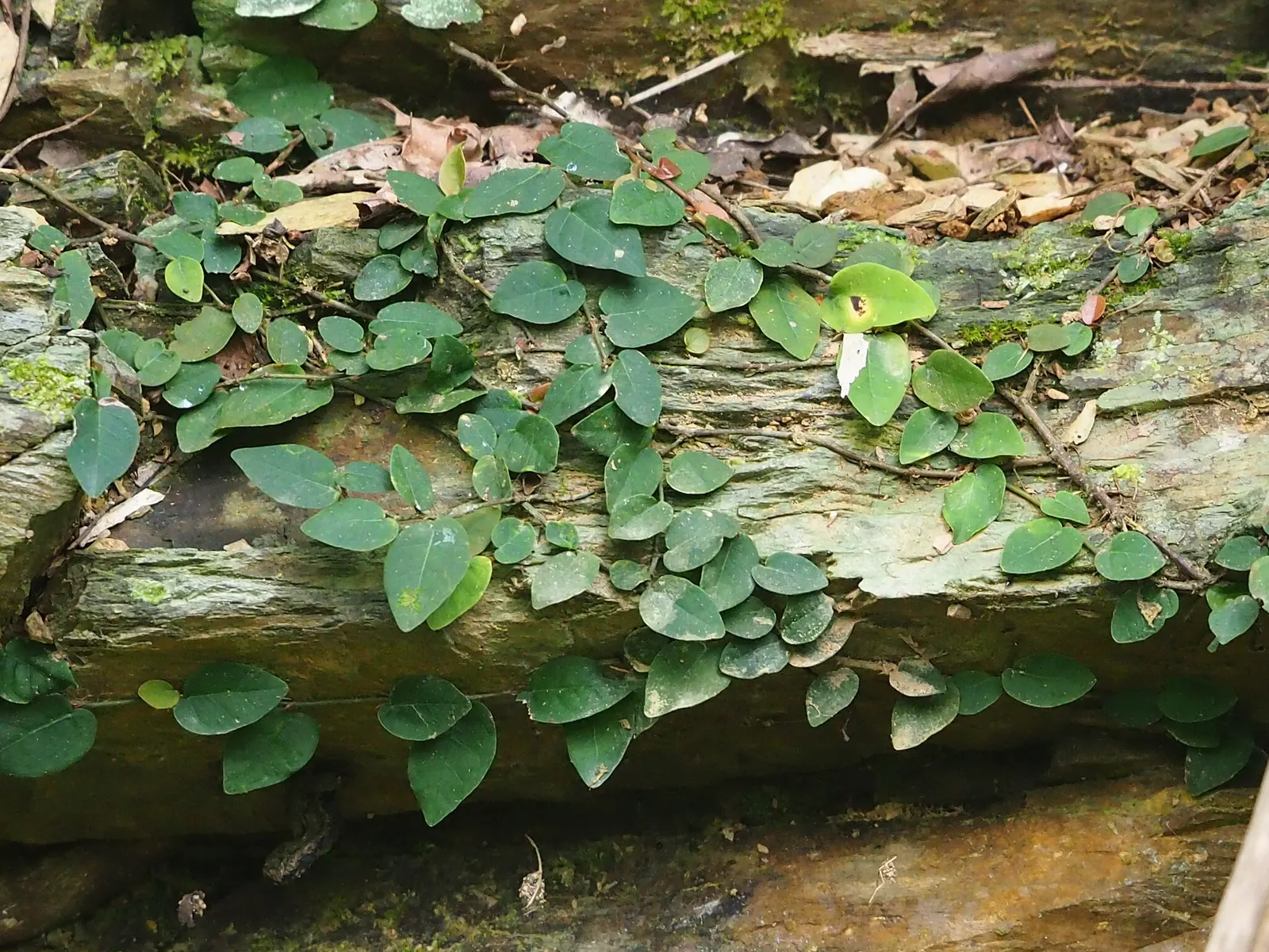 Creeping Fig (Ficus Pumila) — making it both an aesthetic and functional addition to any landscape design