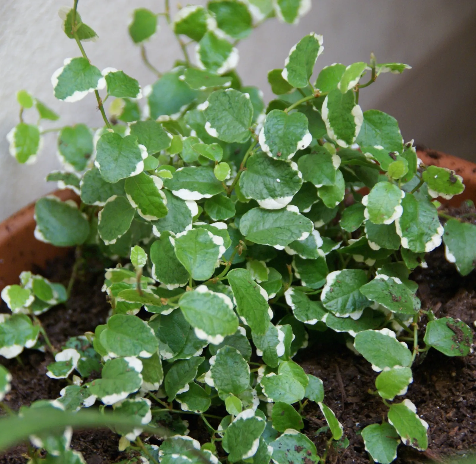 Creeping Fig (Ficus Pumila) — Mature growth can reach 25-30 feet long and about 3 feet wide