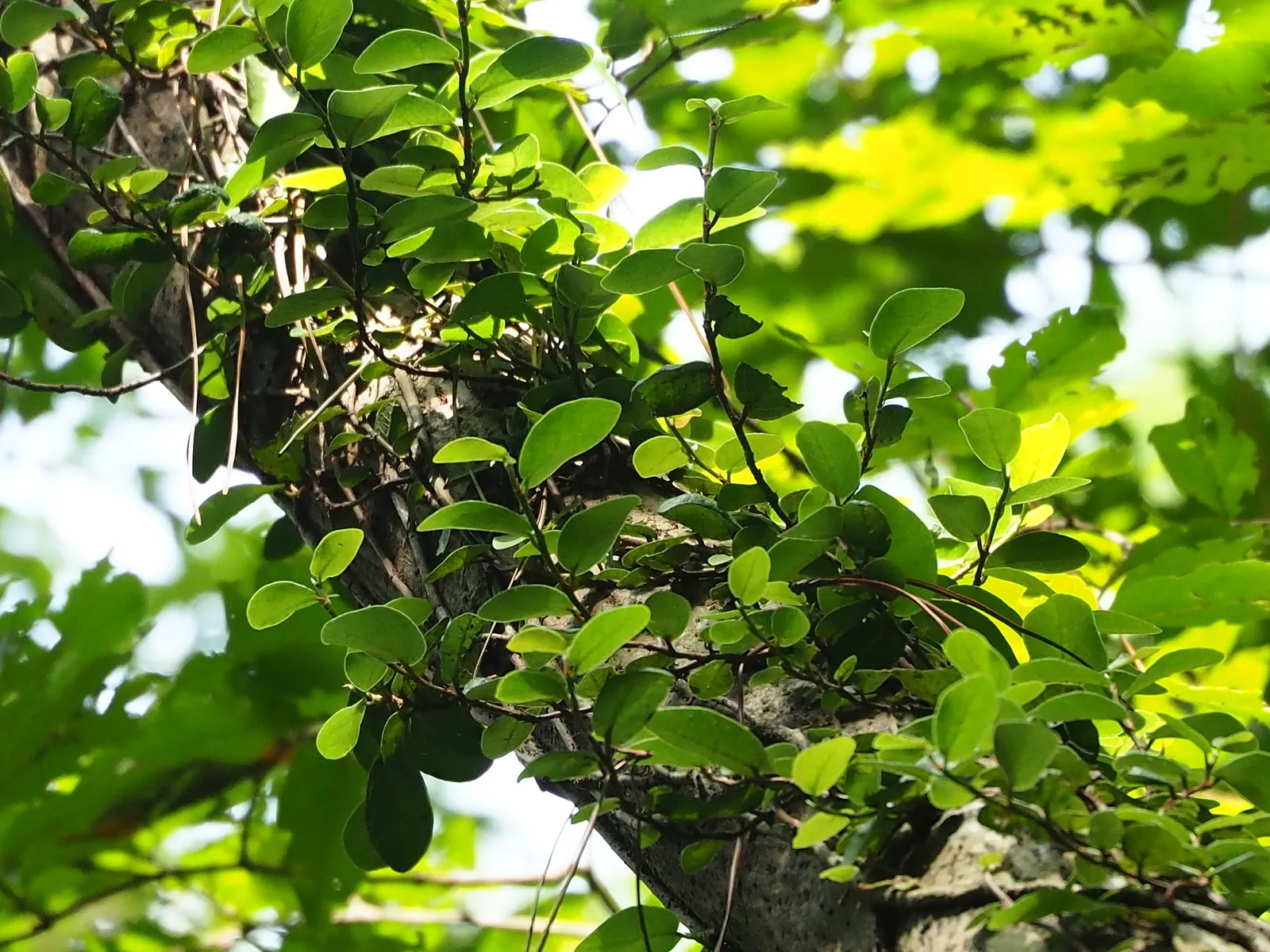 Creeping Fig (Ficus Pumila) — Creeping Fig, or Ficus pumila, is a vigorous, fast-growing vine, perfect for covering walls and fences; enjoys partial sun to