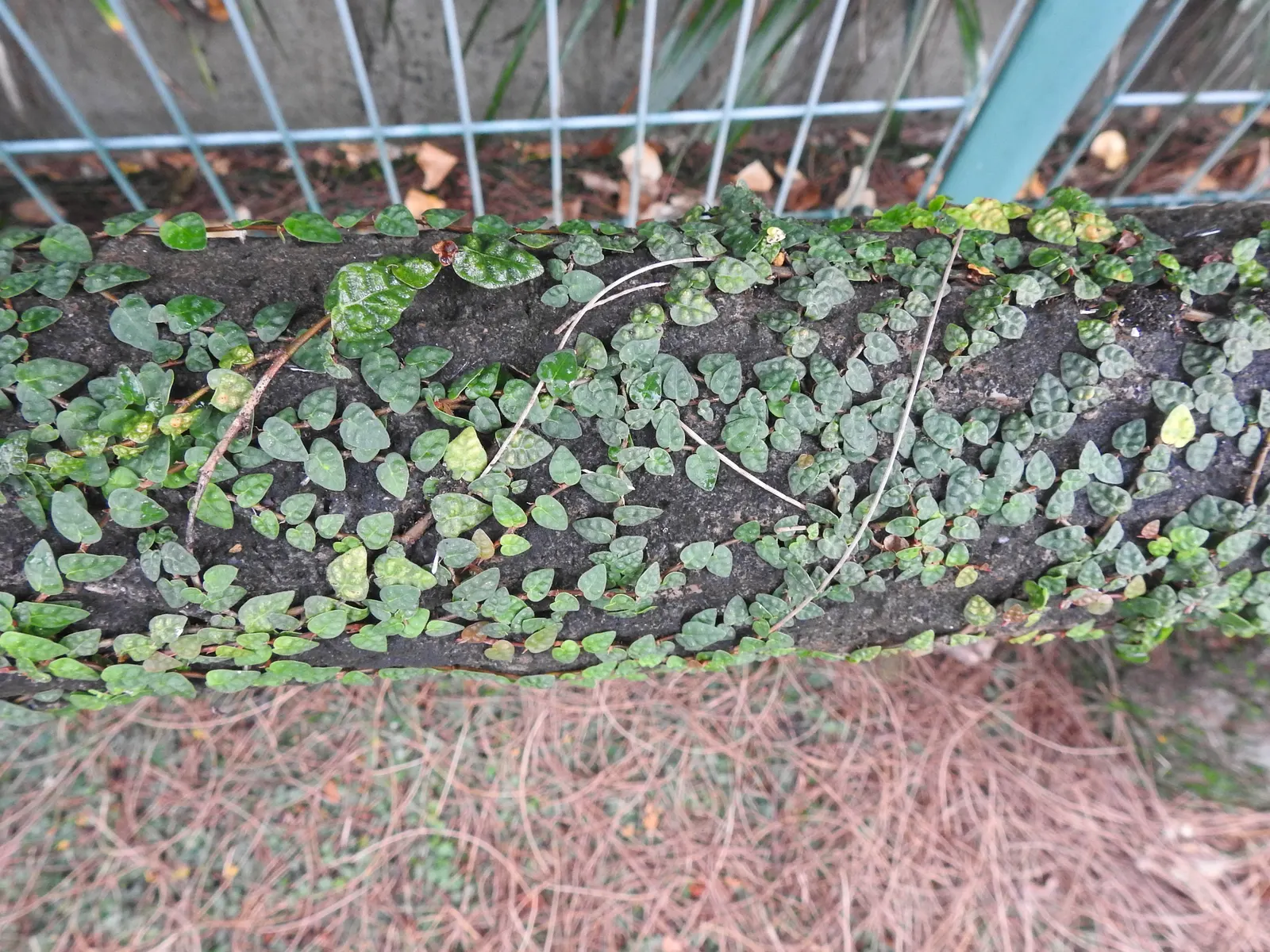 Creeping Fig (Ficus Pumila) — typically around 1 inch in length; making it both an aesthetic and functional addition to any landscape design, image 96