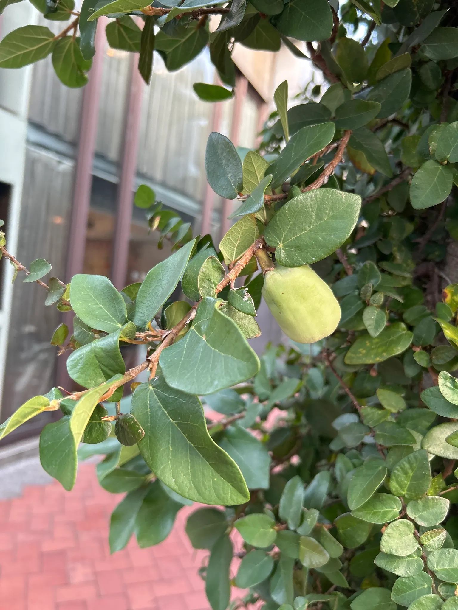 Creeping Fig (Ficus Pumila) — especially near building foundations or gutters; its petite heart-shaped leaves, image 106