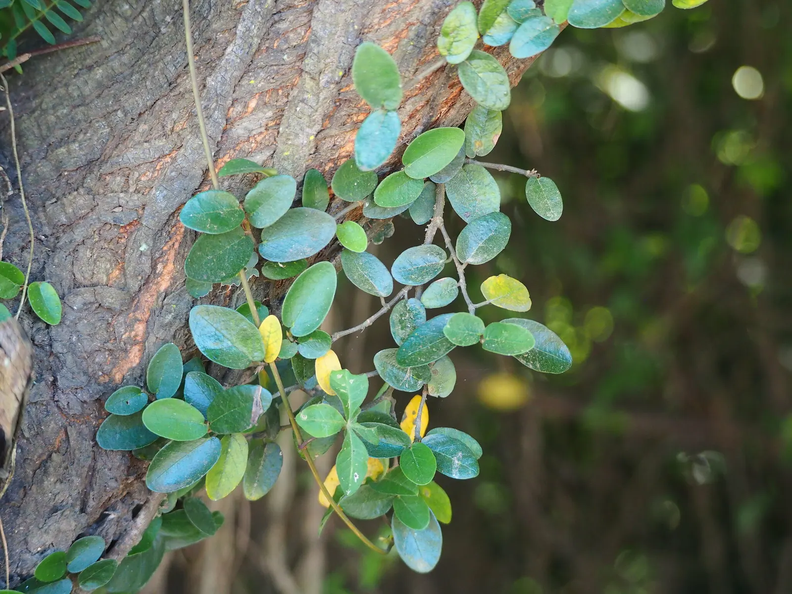 Creeping Fig (Ficus Pumila) — vine for full or half