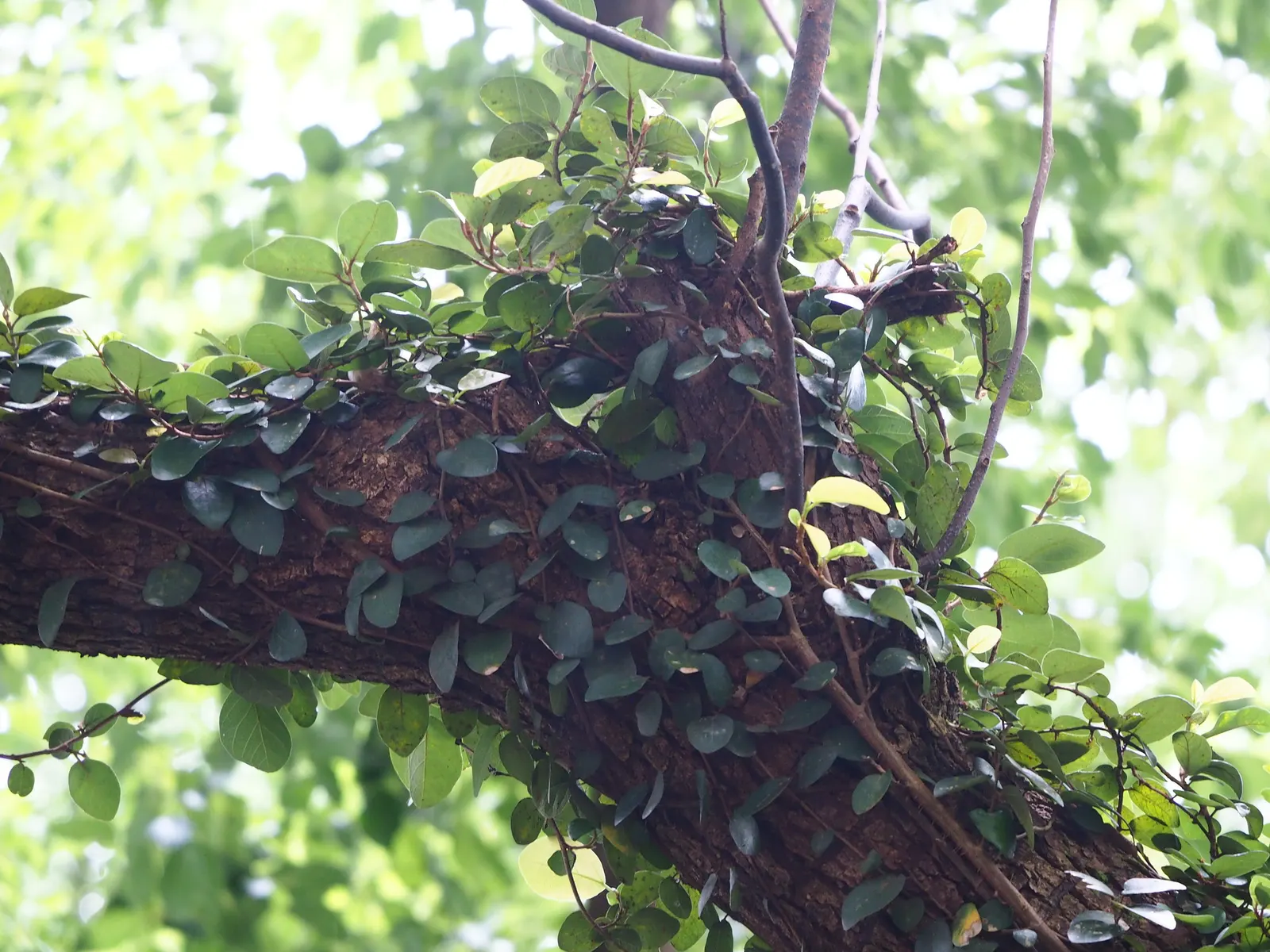 Creeping Fig (Ficus Pumila) — While relatively drought-tolerant, consistent moisture will ensure a more vigorous growth; though it can tolerate, image 103