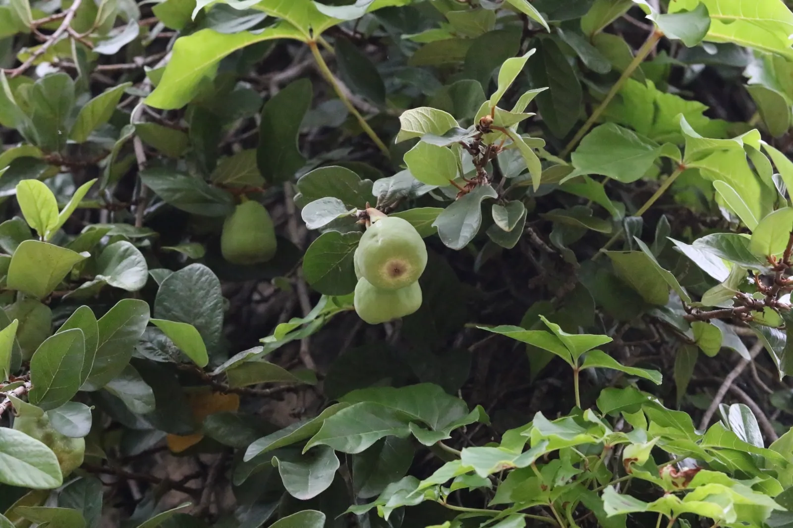 Creeping Fig (Ficus Pumila) — Creeping Fig, or Ficus pumila, is a vigorous, fast-growing vine, perfect for covering walls and fences; enjoys, image 85