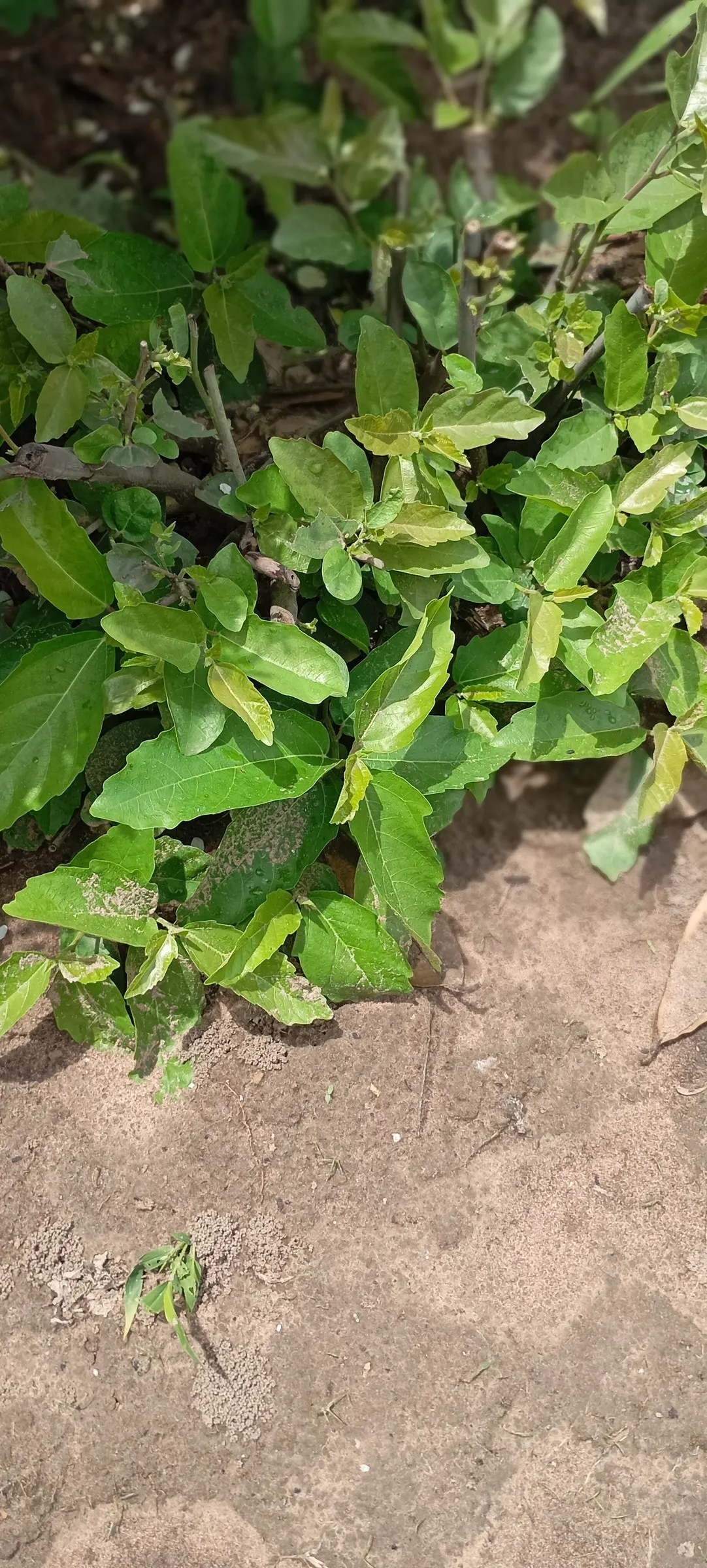 Creeping Fig (Ficus Pumila) — Its small, heart-shaped leaves mature to a lush green, adhering tightly to surfaces; its petite heart-shaped leaves