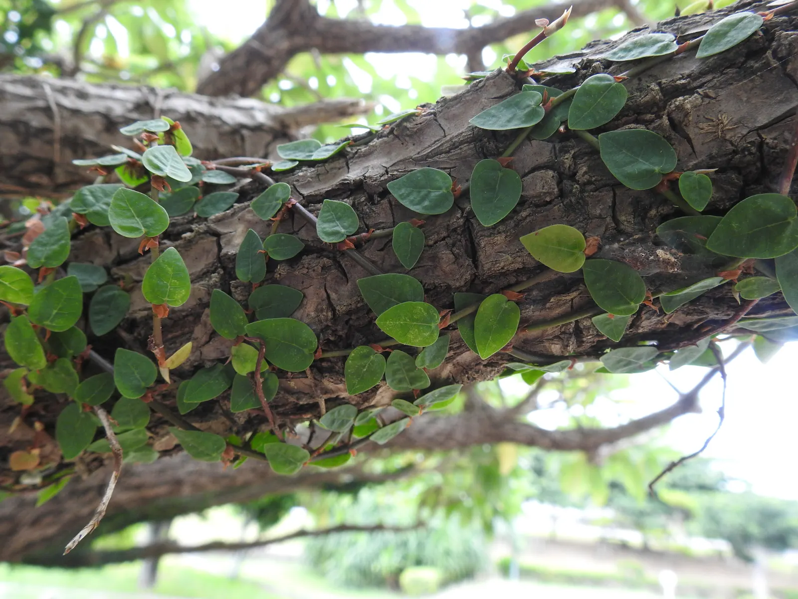 Creeping Fig (Ficus Pumila) — emerge a light green and mature to a darker shade; enjoys partial sun to shade, image 97