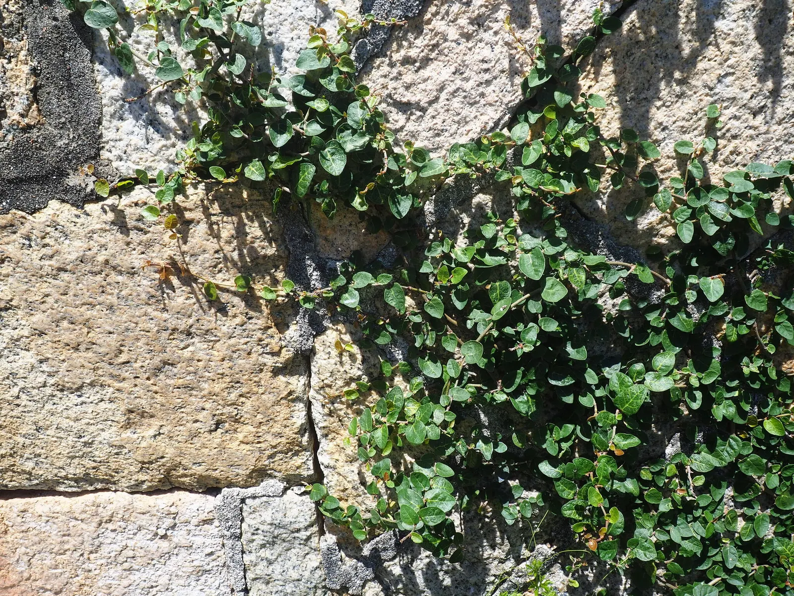 Creeping Fig (Ficus Pumila) — scientifically known as Ficus pumila; enjoys partial sun to shade, image 93