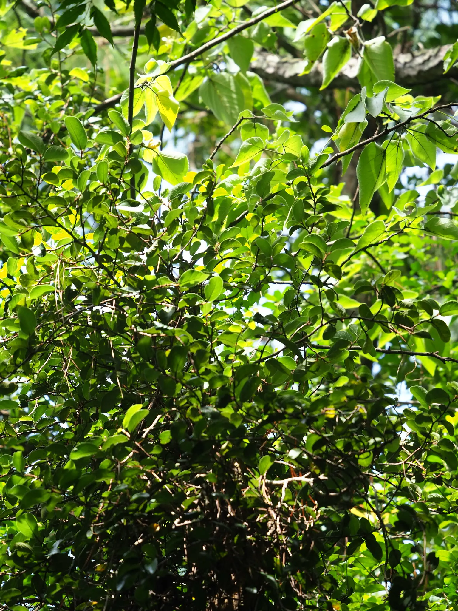 Creeping Fig (Ficus Pumila) — Ficus pumila does require a well-draining soil to prevent root rot.<br><br>When informing the client; making it both, image 104