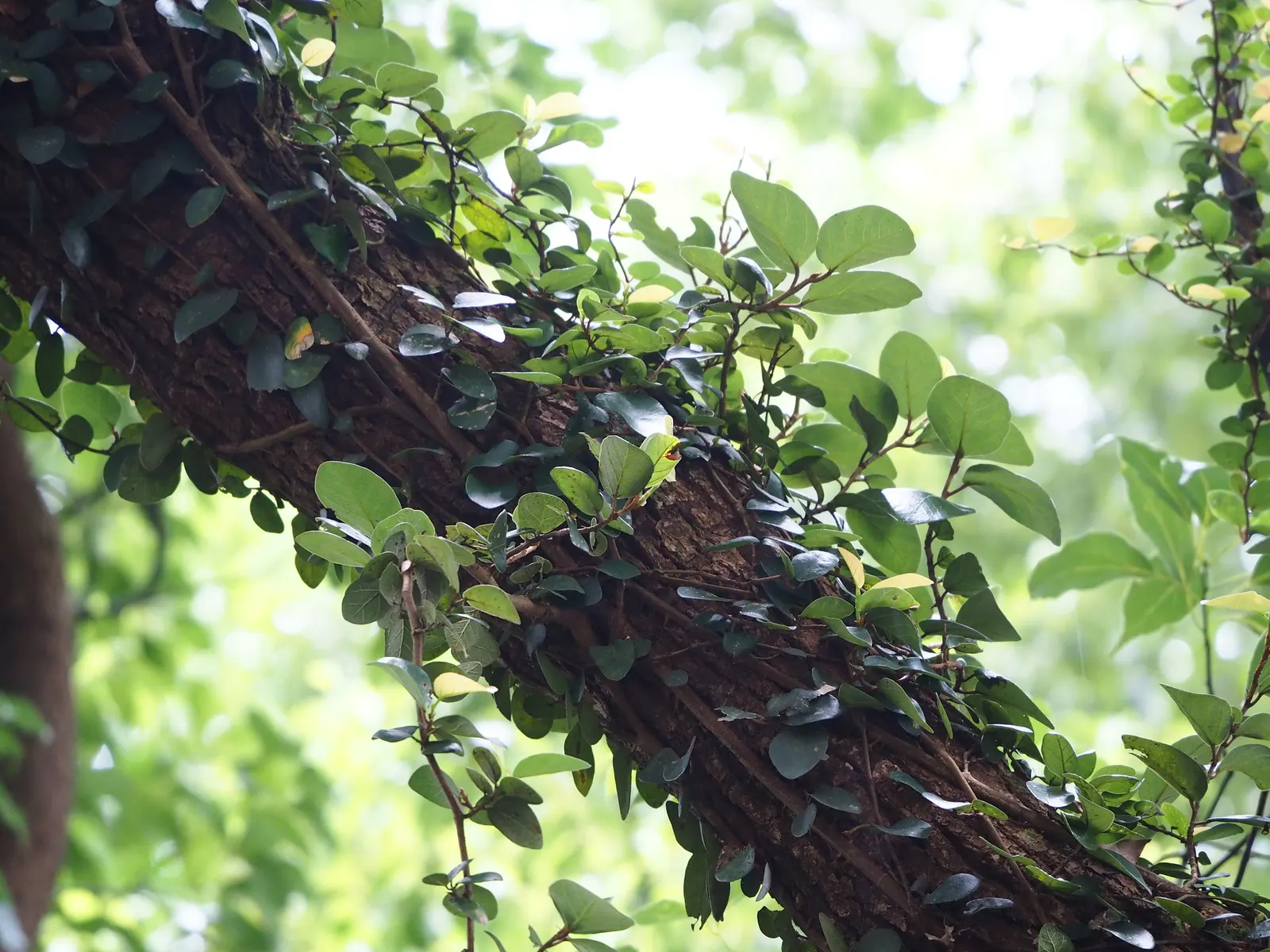 Creeping Fig (Ficus Pumila) — offering a dynamic visual as they progress; its petite heart-shaped leaves, image 98