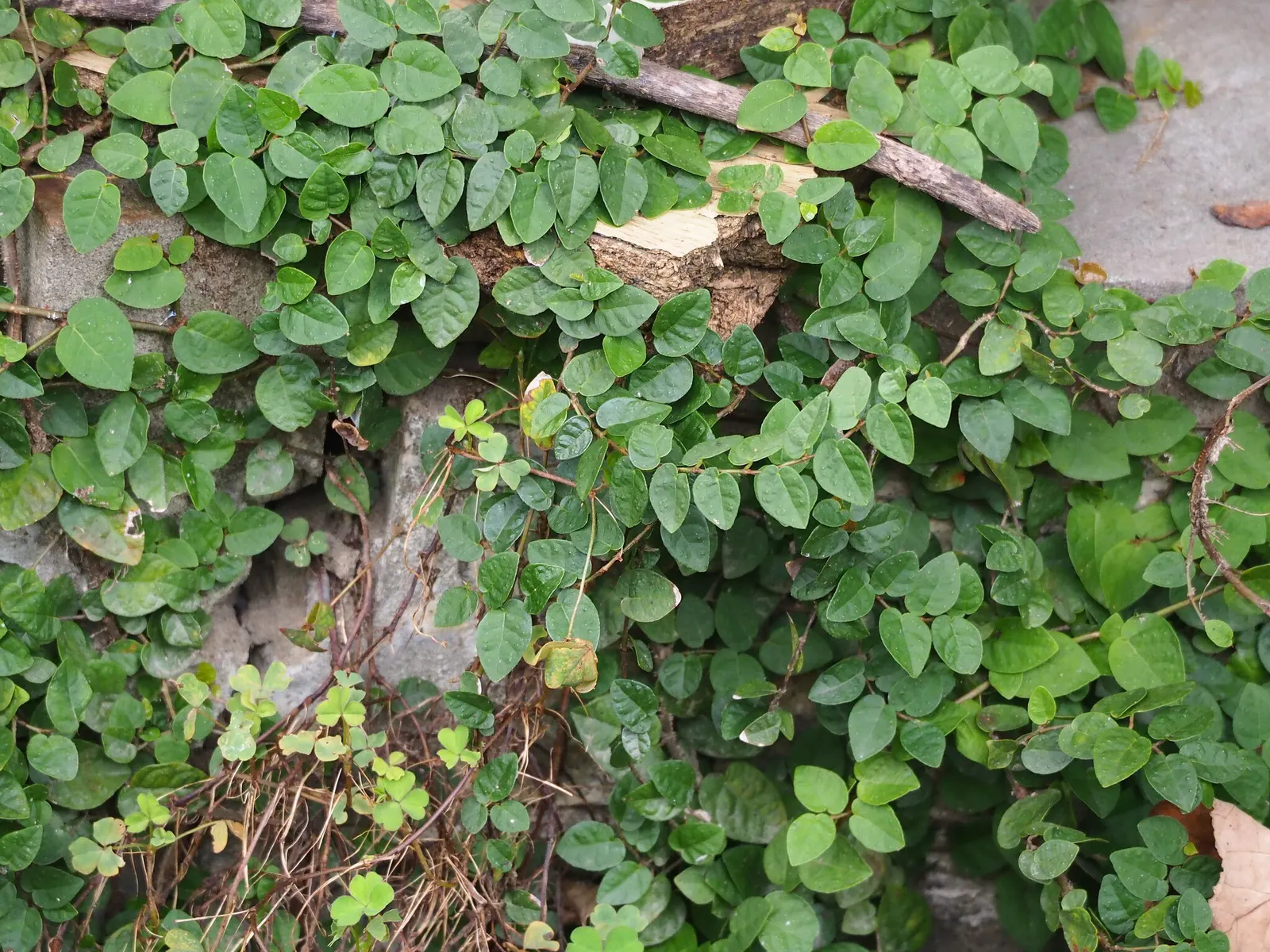 Creeping Fig (Ficus Pumila) — note that Creeping Fig needs regular trimming to maintain its shape and prevent overgrowth; enjoys partial sun to, image 105