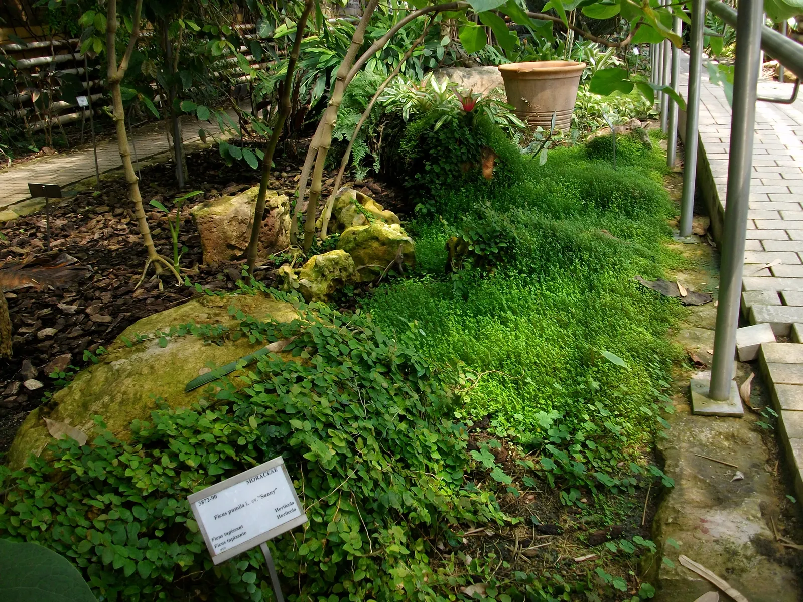 Creeping Fig (Ficus Pumila) — This evergreen thrives in Zones 8-11