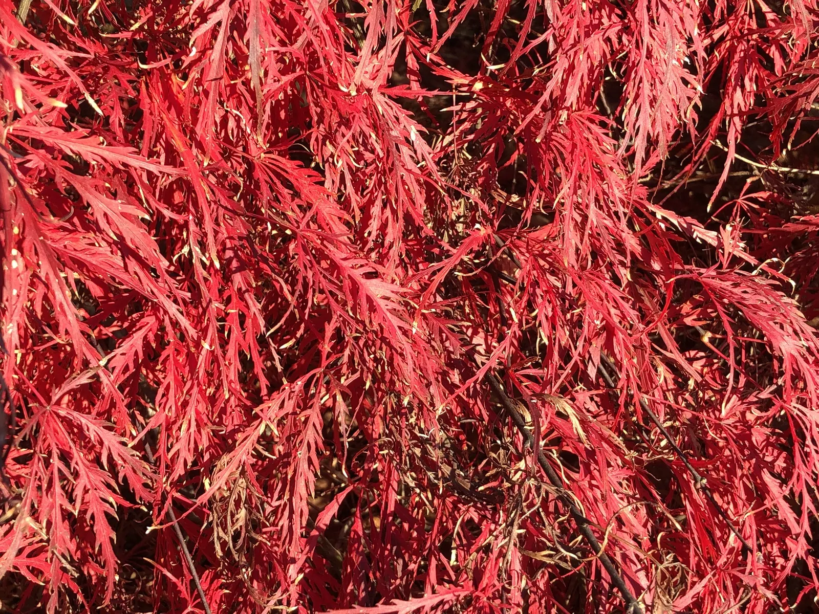 Red Ribbonleaf Japanese Maple (Acer Palmatum 'Dissectum Atropurpureum') — Mature at 6-10 feet tall and wide