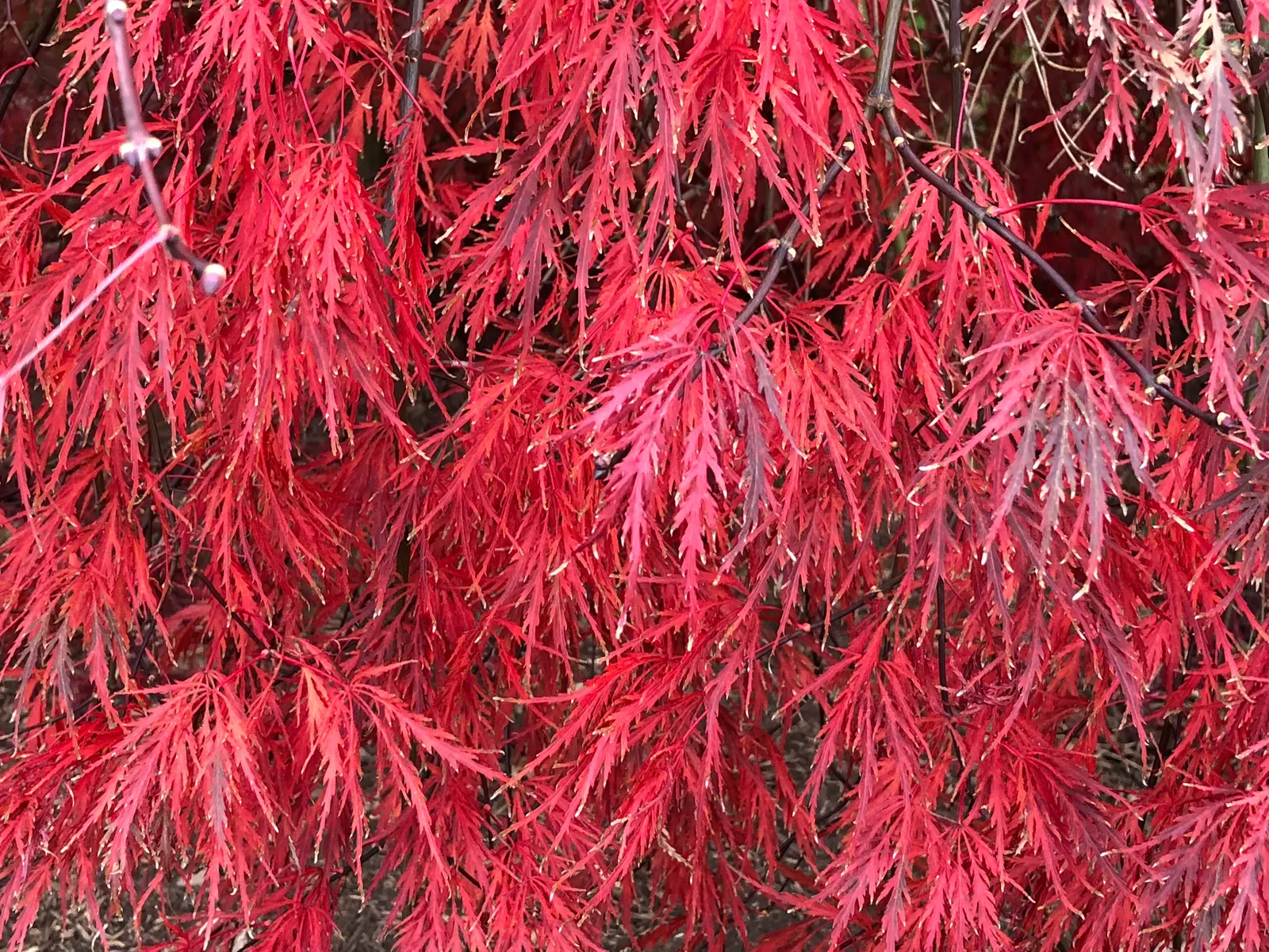 Red Ribbonleaf Japanese Maple (Acer Palmatum 'Dissectum Atropurpureum') — this compact tree thrives in partial shade and prefers moist