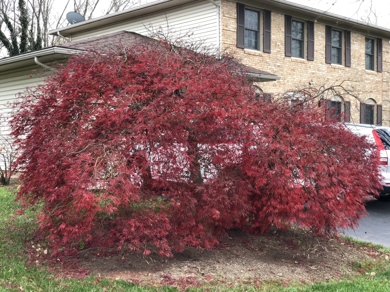 Red Ribbonleaf Japanese Maple (Acer Palmatum 'Dissectum Atropurpureum') — offers a striking focal point with its cascading