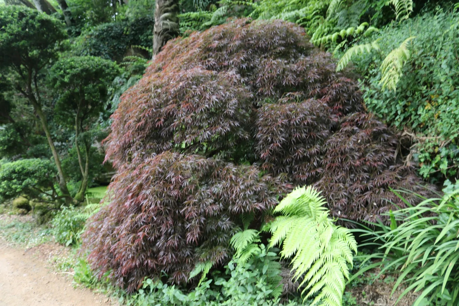 Red Ribbonleaf Japanese Maple (Acer Palmatum 'Dissectum Atropurpureum') — finely-cut burgundy leaves