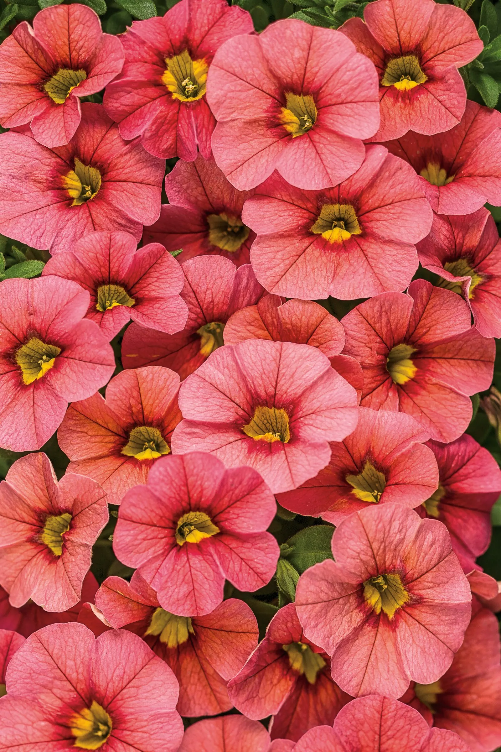 Coralina Calibrachoa — Its soft coral-pink flowers are set off by a sunny yellow and red eye
