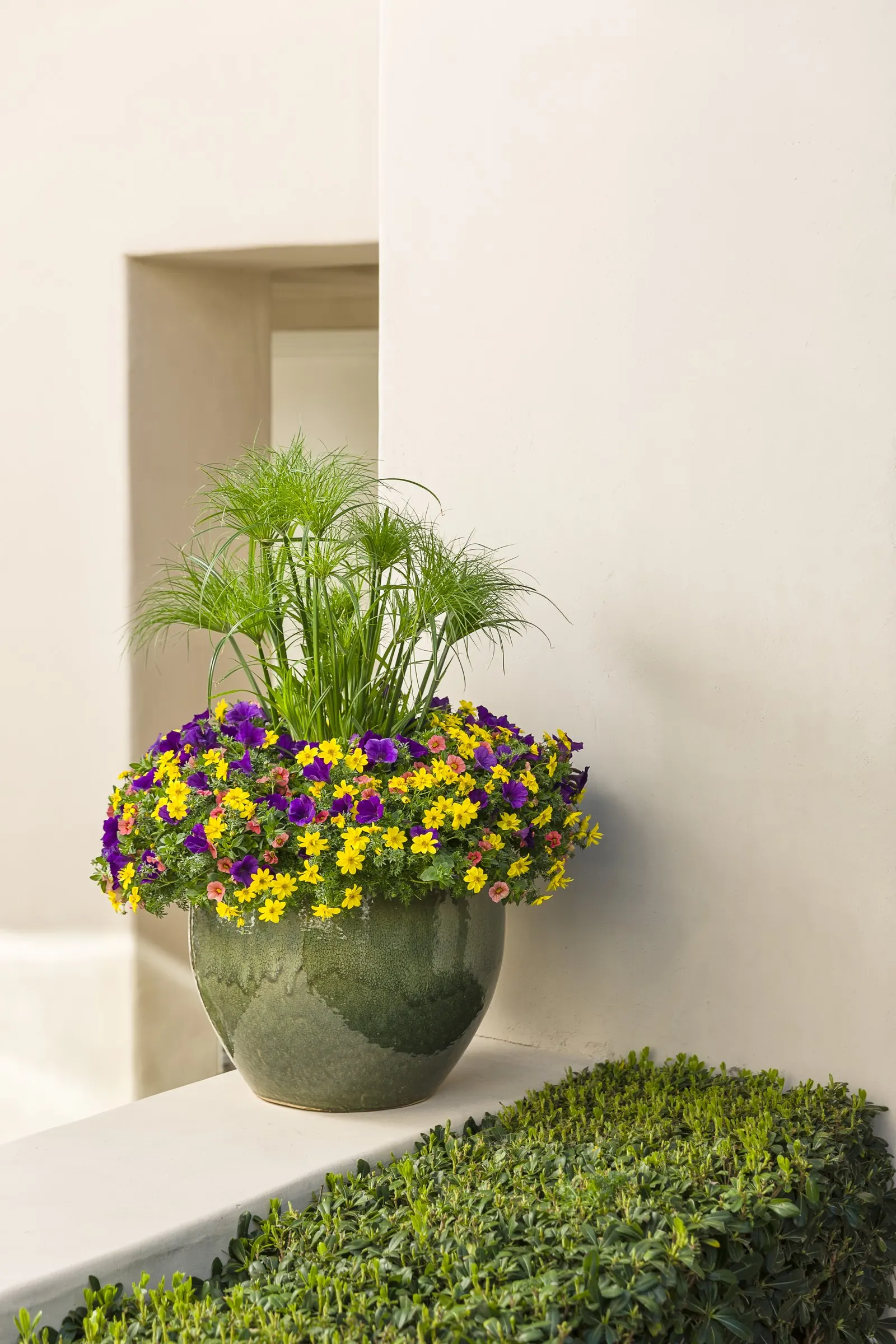 Coralina Calibrachoa — known as Proven Winners® Coralina Calibrachoa