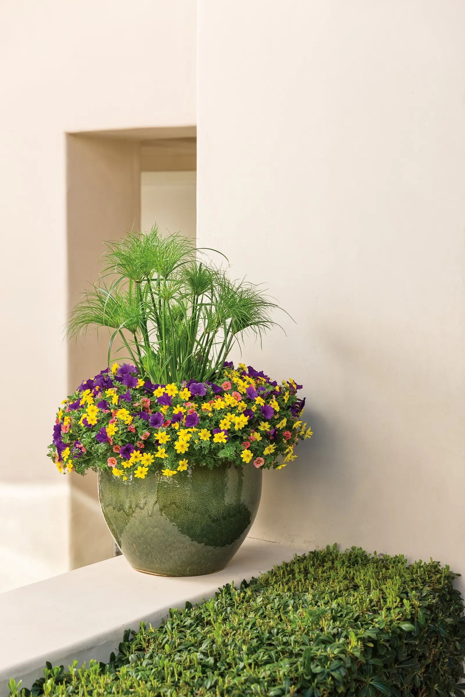 Coralina Calibrachoa — it needs well-drained container soil