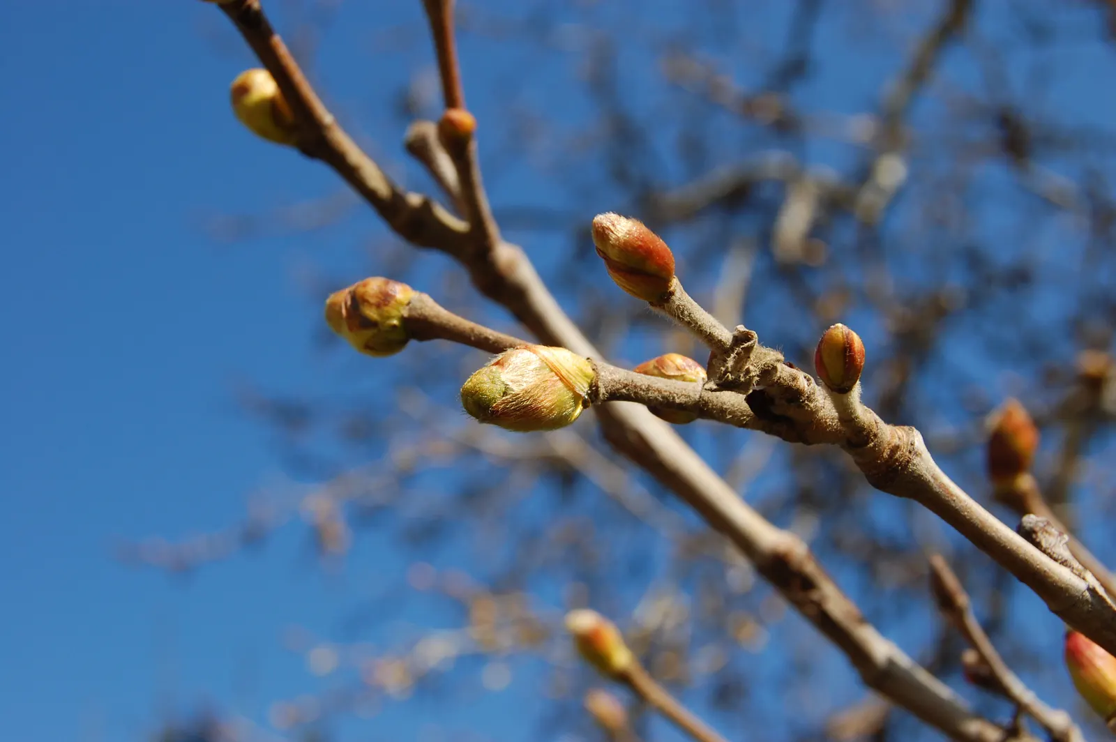 Mexican Sycamore (Platanus Mexicana) — Seasonal seed pods add interest, attracting birds and wildlife; reveals a canvas of creamy white and olive green beneath