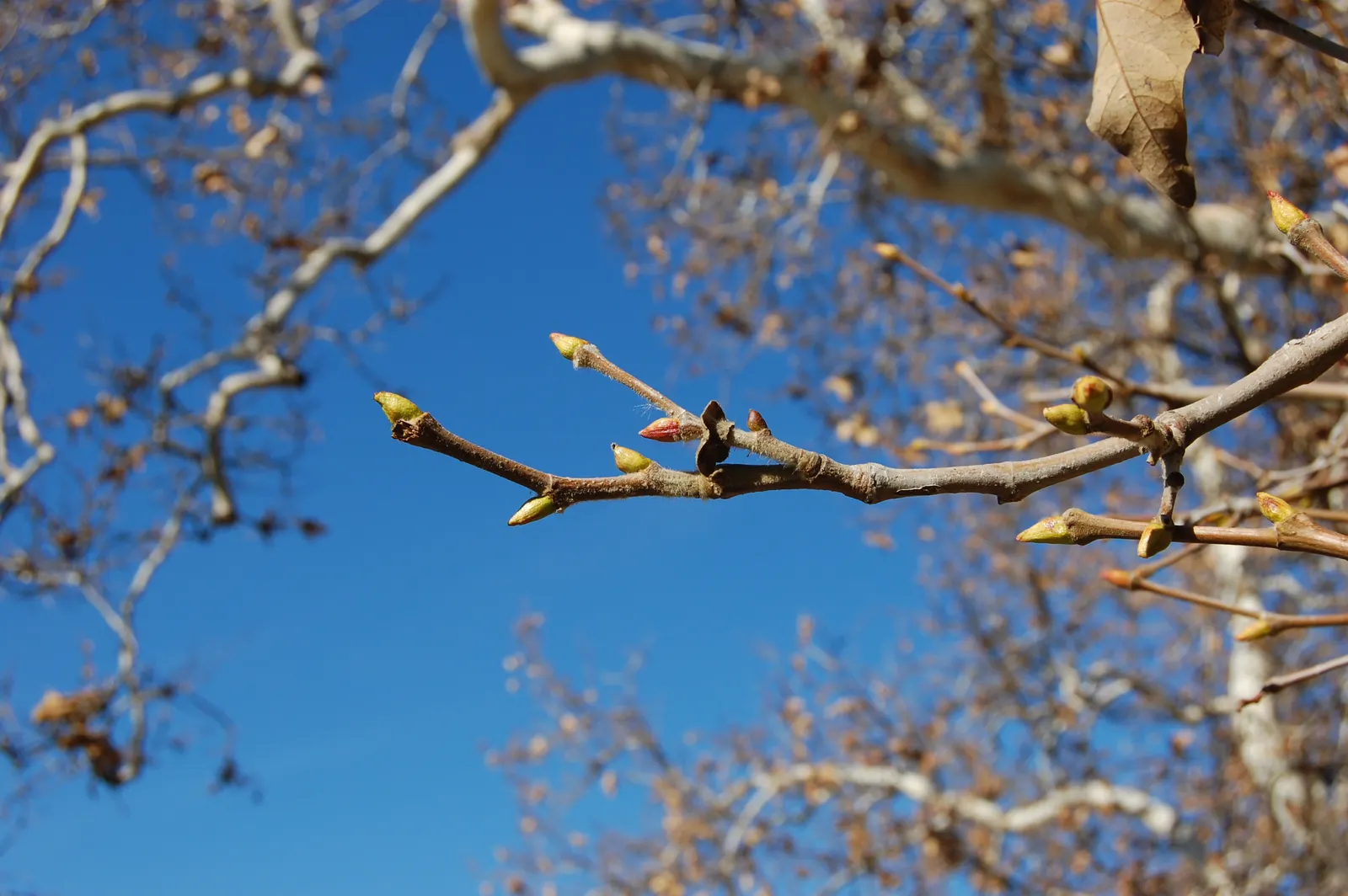 Mexican Sycamore (Platanus Mexicana) — which peels away in patches; this tree is a stately choice for large landscapes, offering ample shade and stunning
