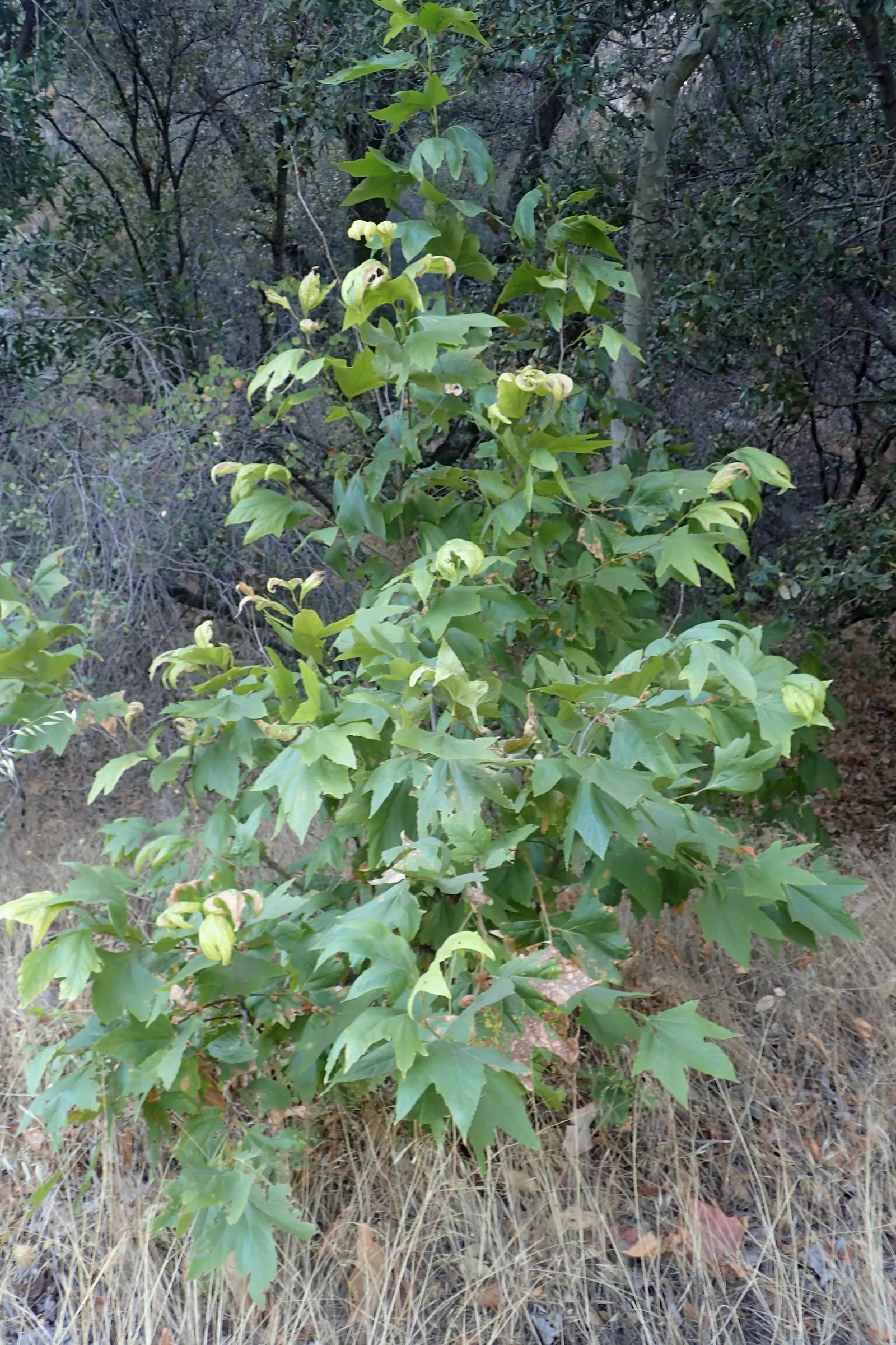 Mexican Sycamore (Platanus Mexicana) — This tree is a stately choice for large landscapes, offering ample shade and stunning autumn foliage, image 25