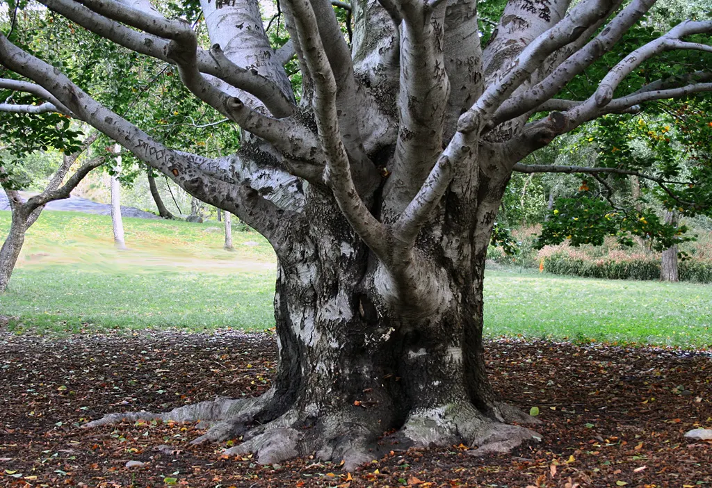 Mexican Sycamore (Platanus Mexicana) — Recognized by its mottled bark and broad, lobed leaves, it thrives in full sun and well-drained soils; when, image 45