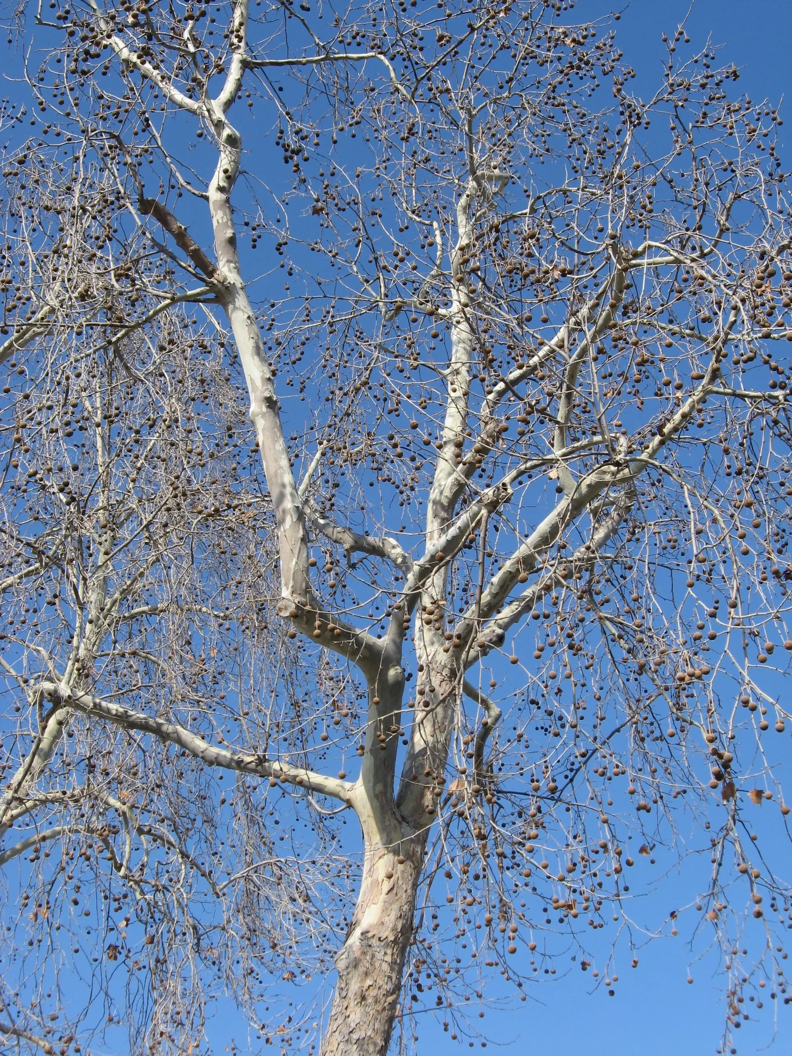 Mexican Sycamore (Platanus Mexicana) — is a robust deciduous tree; this tree is a stately choice for large landscapes, offering ample shade and stunning autumn