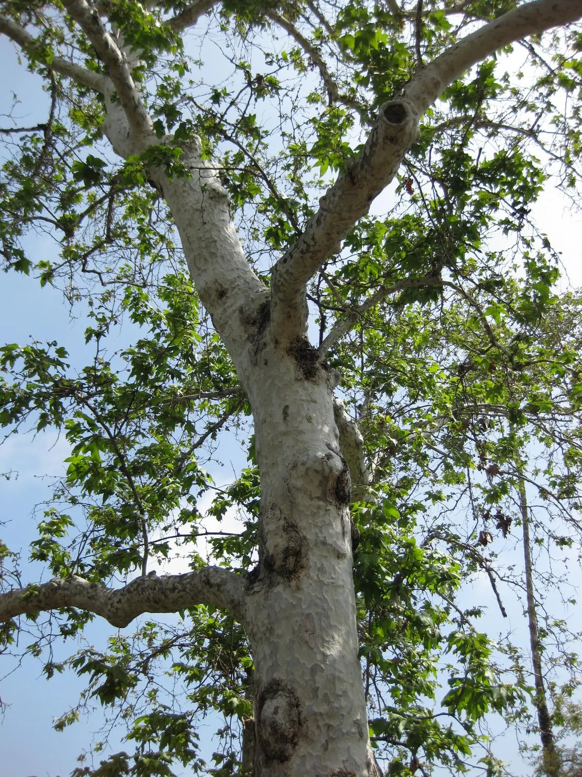 Mexican Sycamore (Platanus Mexicana) — reaching heights of 40-100 feet with a canopy spread of up to 70 feet; reveals a canvas of creamy white and olive green
