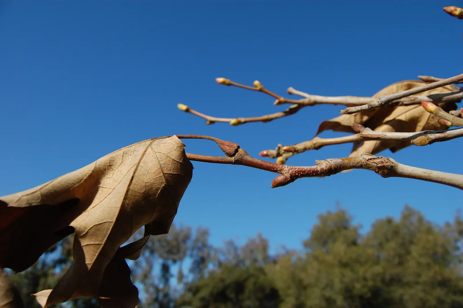 Mexican Sycamore (Platanus Mexicana) — tree for full; when designing a landscape