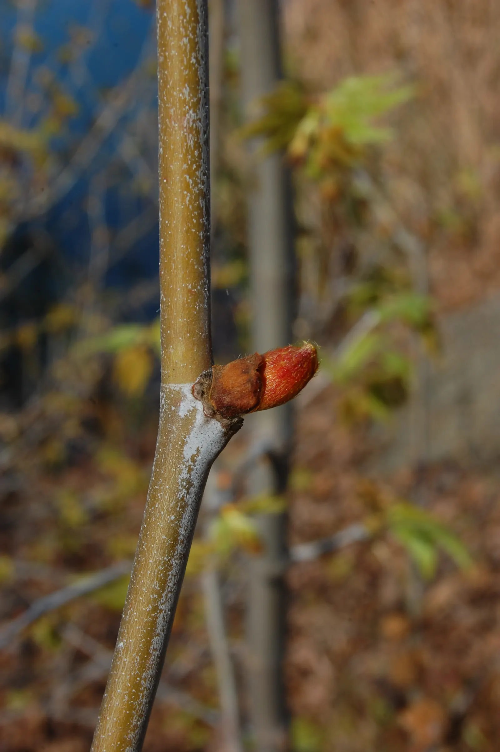 Mexican Sycamore (Platanus Mexicana) — providing a striking visual interest year-round