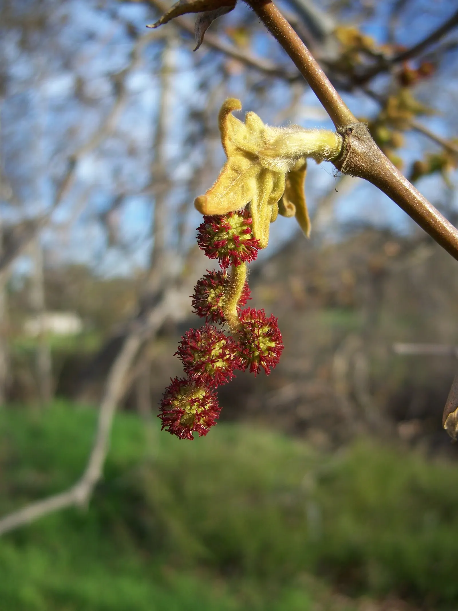 Mexican Sycamore (Platanus Mexicana) — <br><br>The Platanus racemosa prefers full sun exposure and can tolerate a variety of soil conditions