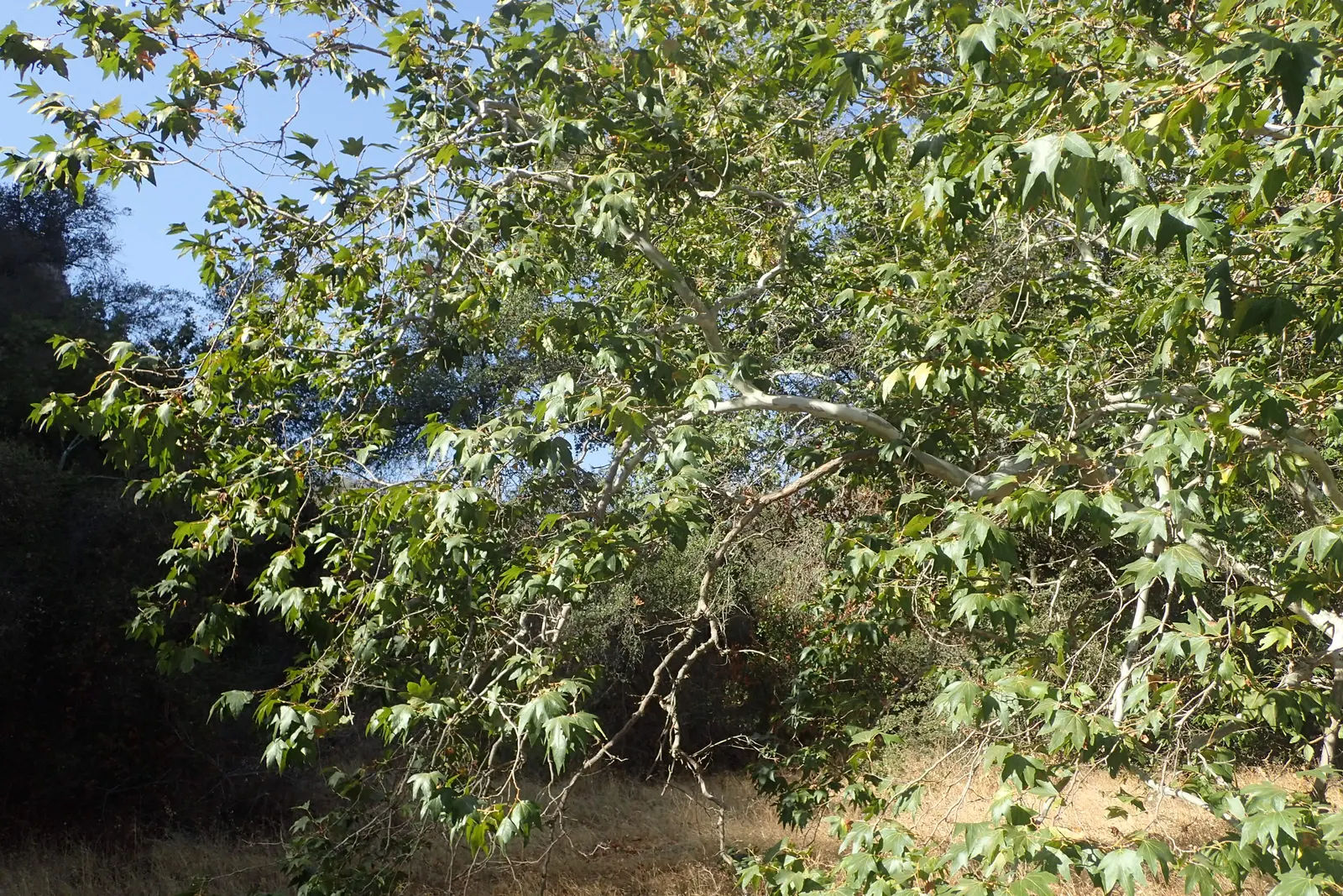 Mexican Sycamore (Platanus Mexicana) — this robust tree can grow to impressive dimensions