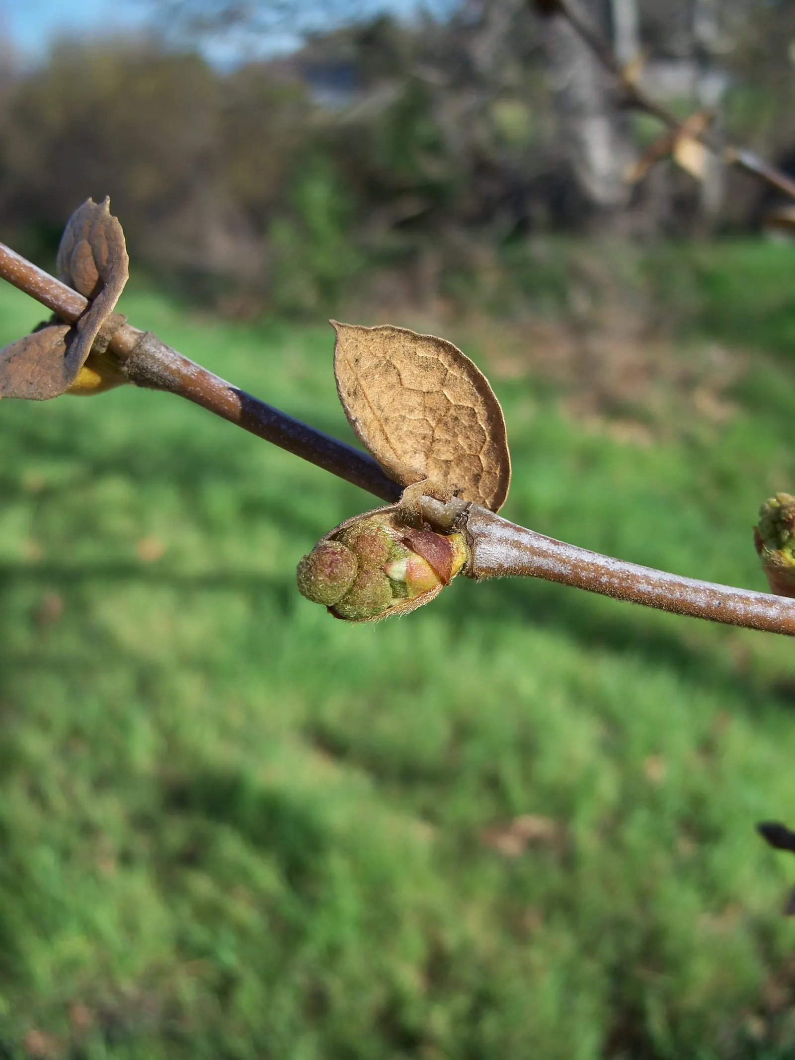 Mexican Sycamore (Platanus Mexicana) — When designing a landscape, image 39