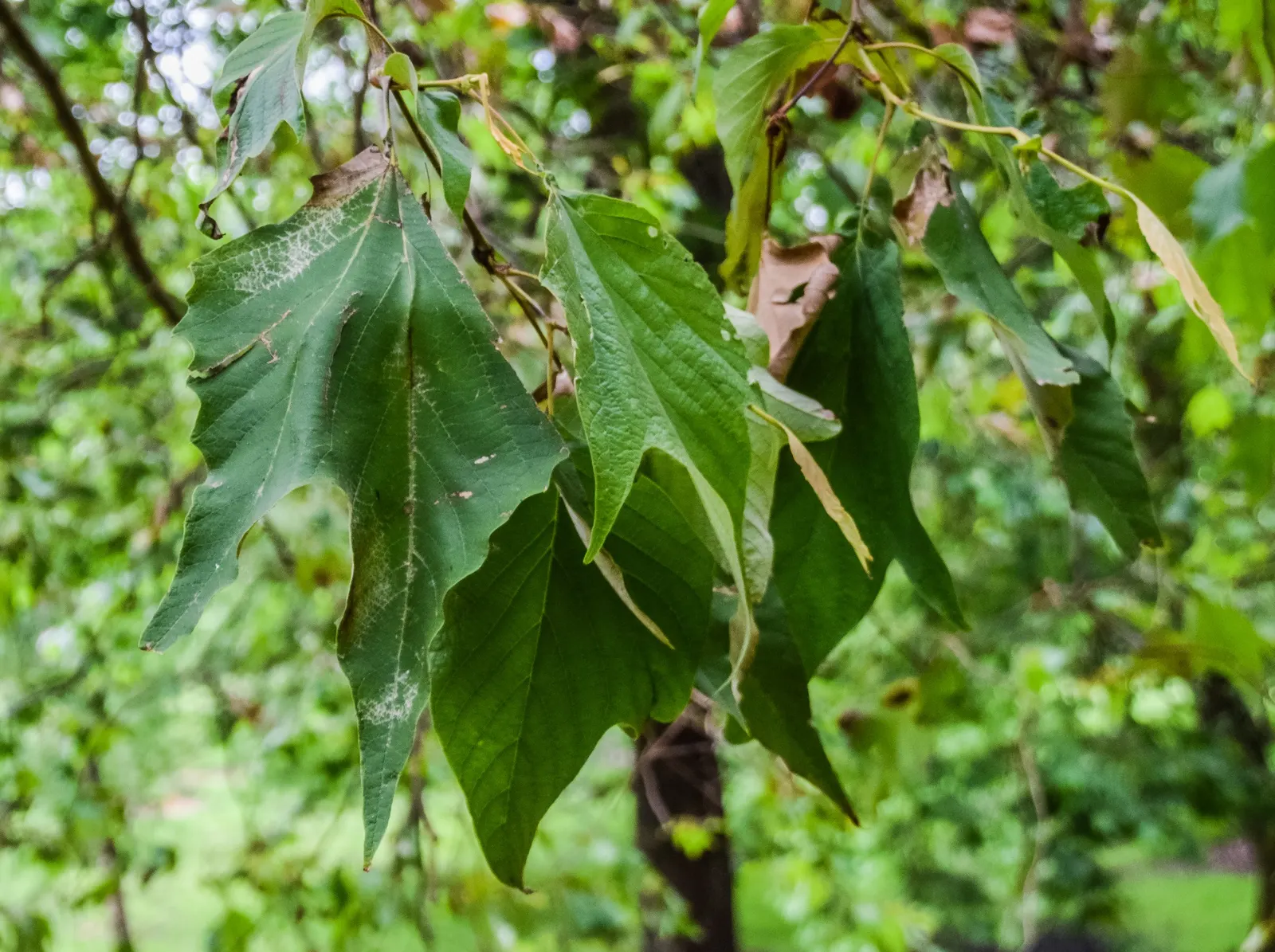 Mexican Sycamore (Platanus Mexicana) — providing ample space for growth to avoid potential disruption to nearby structures or hardscapes; reveals a canvas of