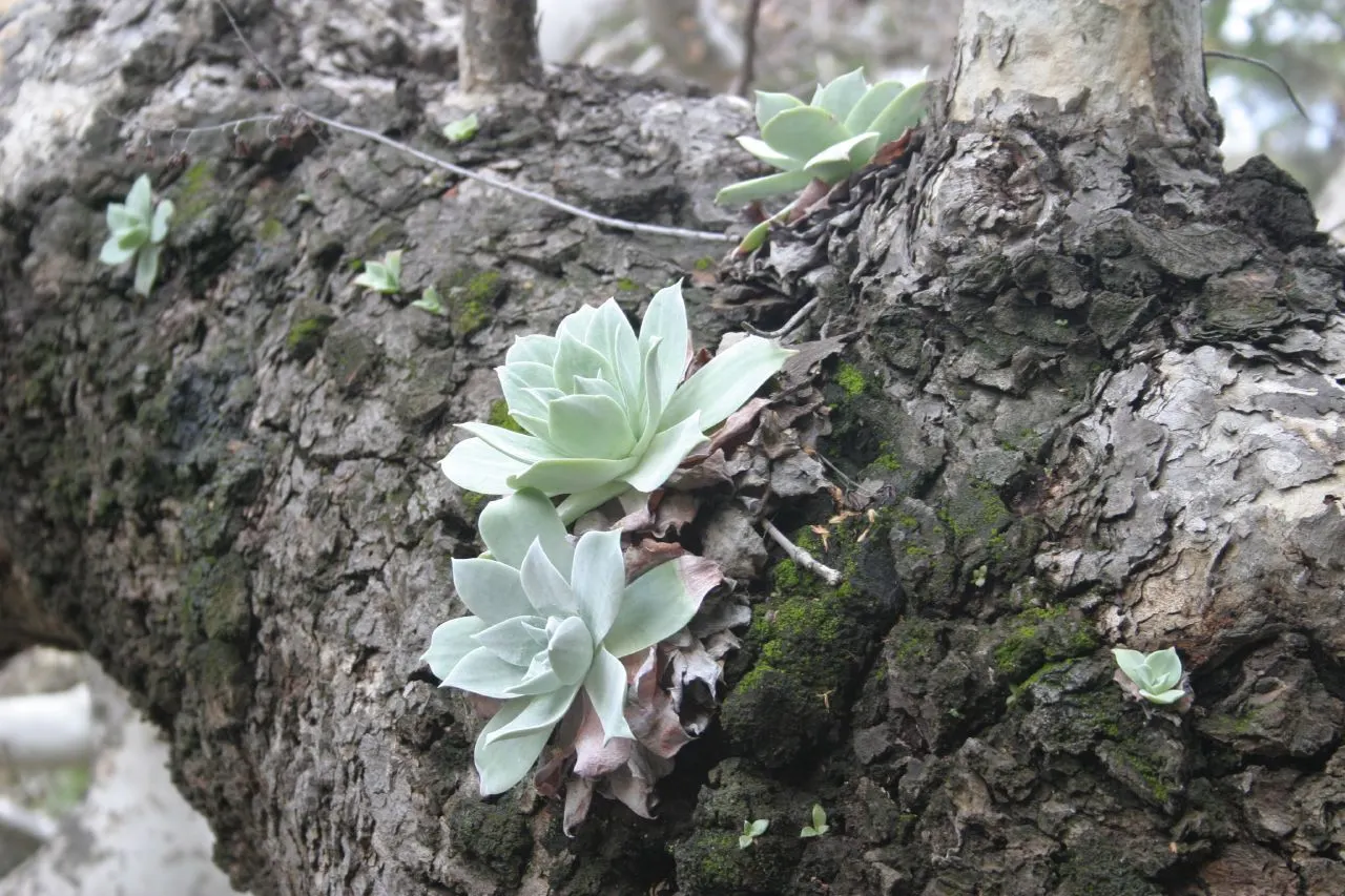 Mexican Sycamore (Platanus Mexicana) — A native specimen to the riparian and wetland areas of California and Baja