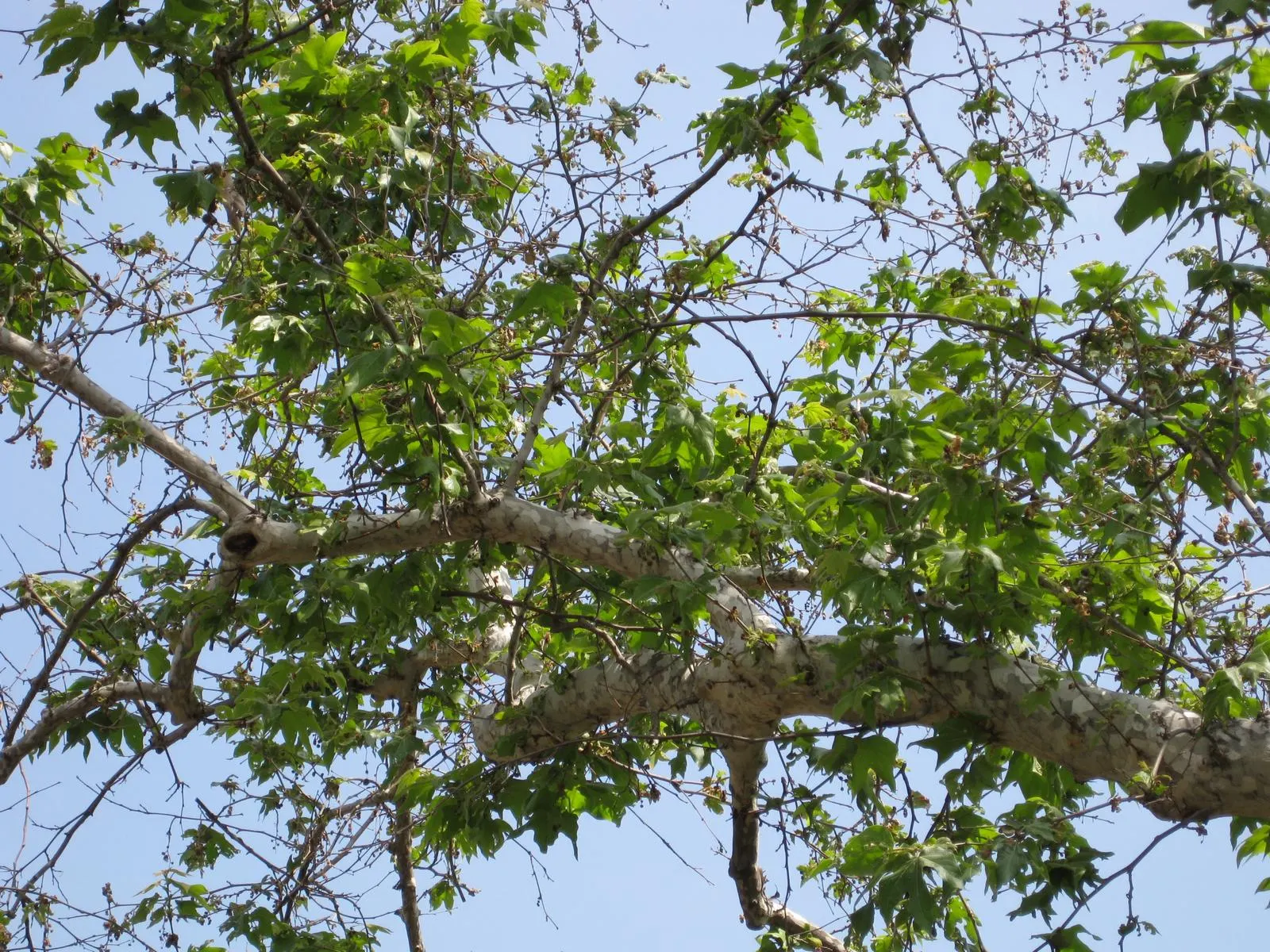 Mexican Sycamore (Platanus Mexicana) — stands as a stately tree renowned for its majestic stature and striking appearance