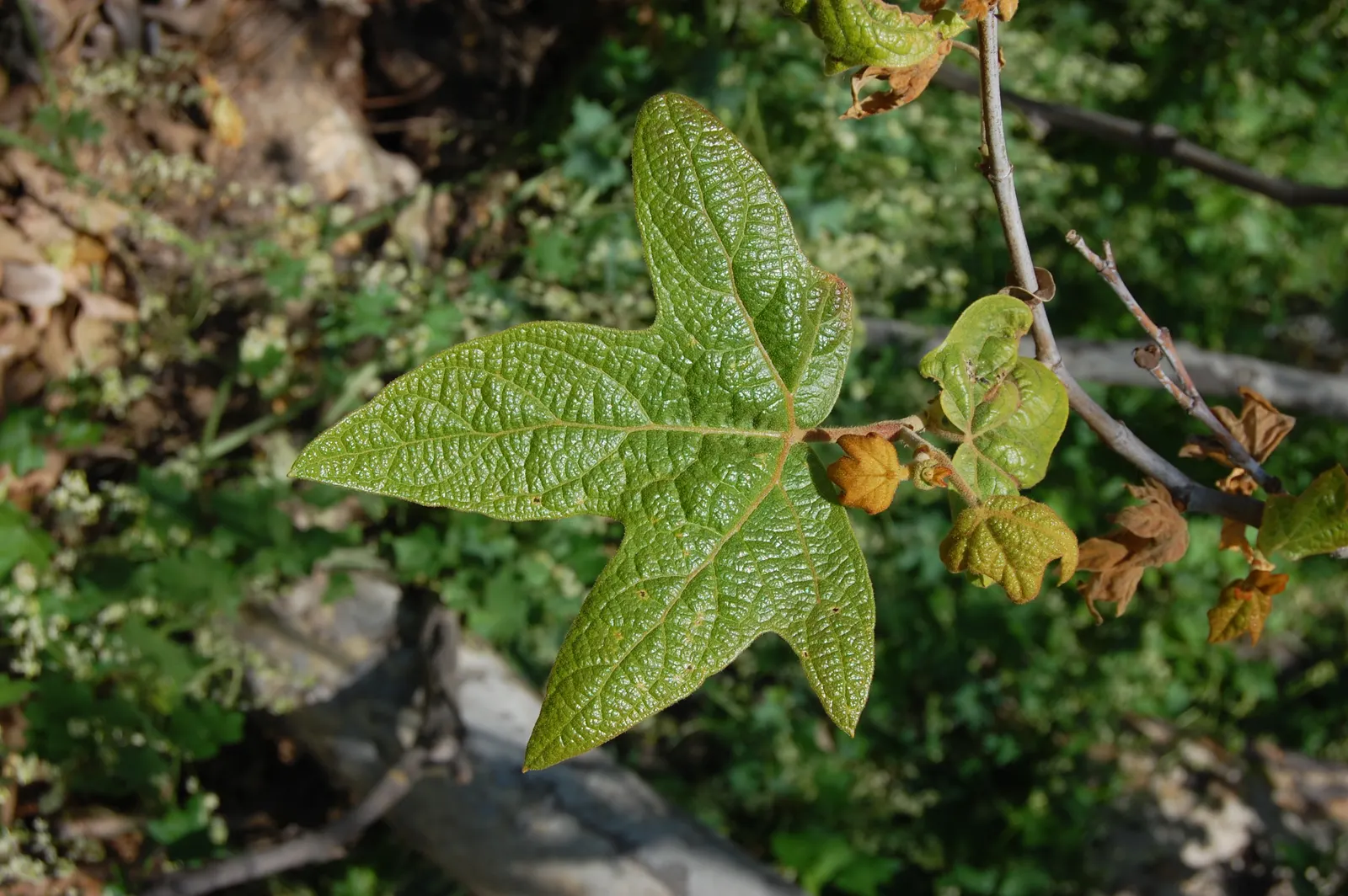 Mexican Sycamore (Platanus Mexicana) — Seasonal seed pods add interest, attracting birds and wildlife