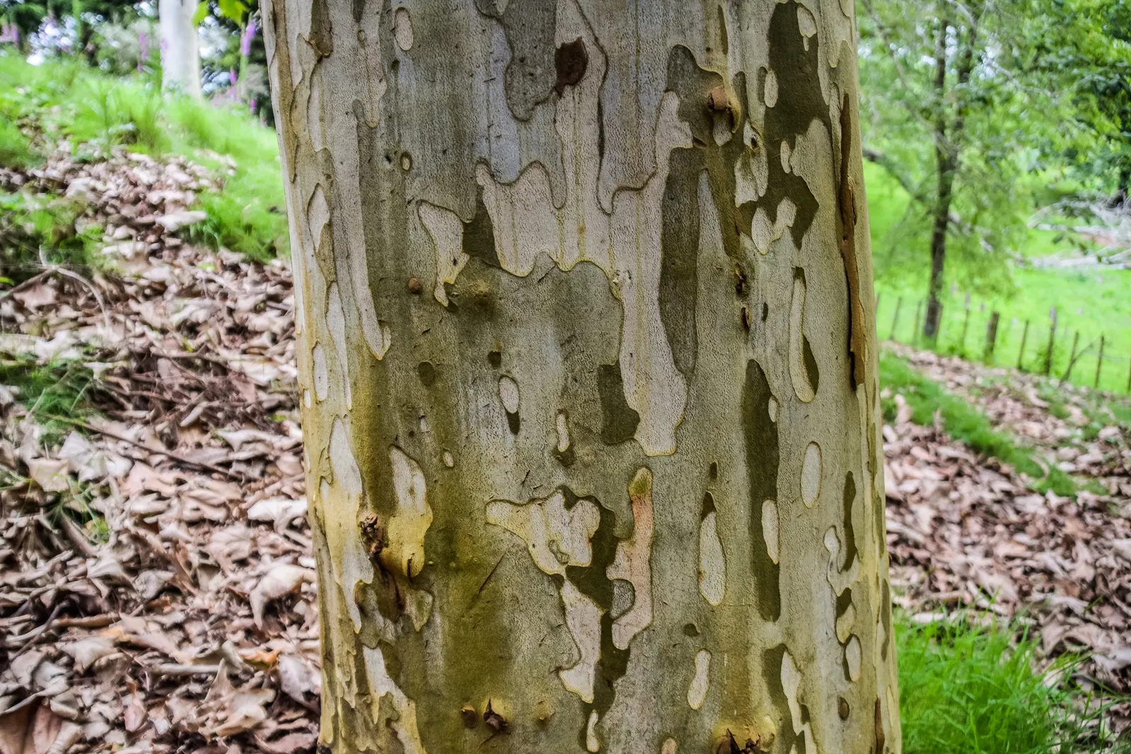 Mexican Sycamore (Platanus Mexicana) — It proves resilient in Zones 7 through 9 and requires moderate water, particularly in its youth; reveals a canvas of