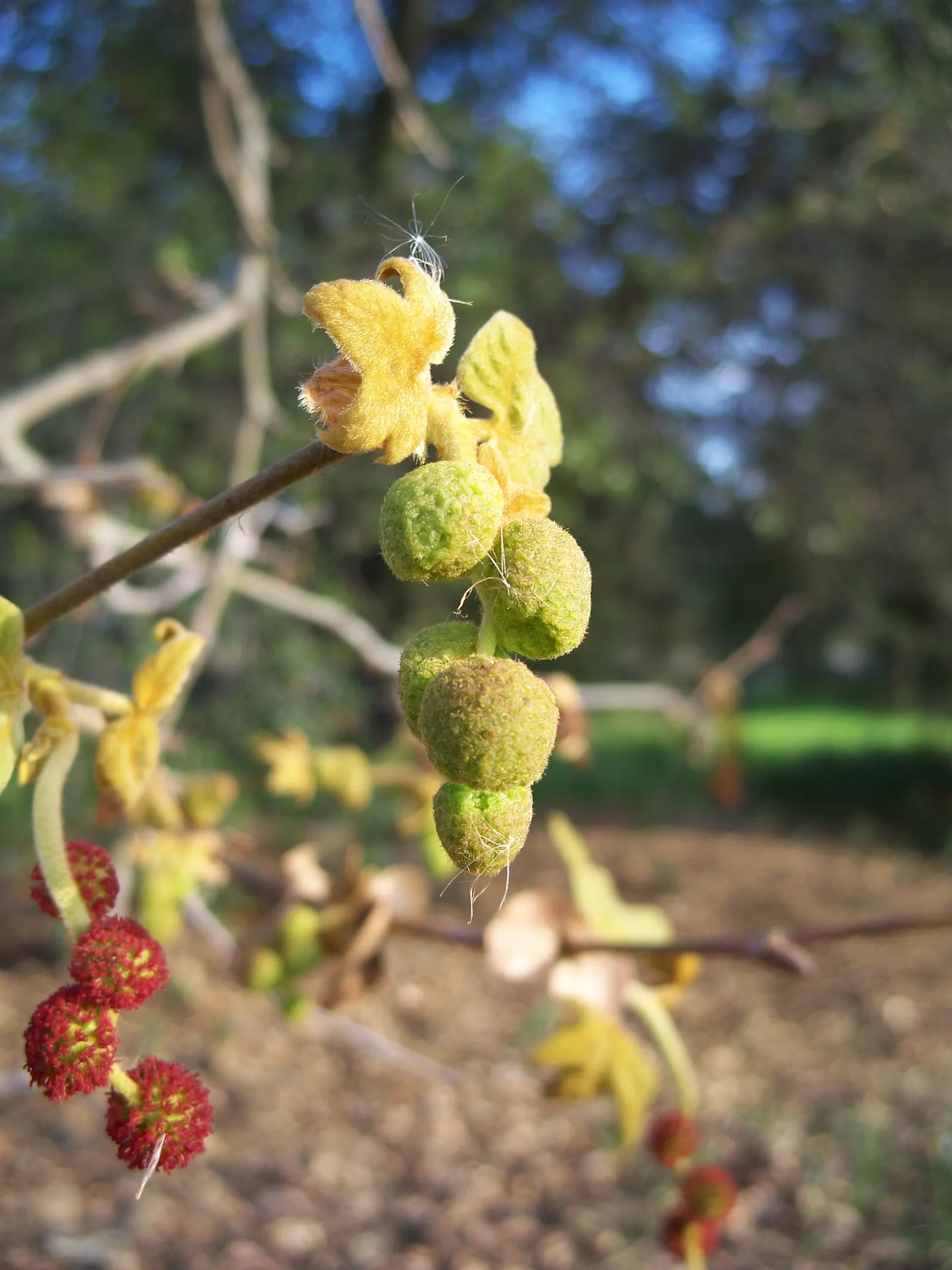 Mexican Sycamore (Platanus Mexicana) — is a robust deciduous tree; this tree is a stately choice for large landscapes, offering ample shade and, image 43
