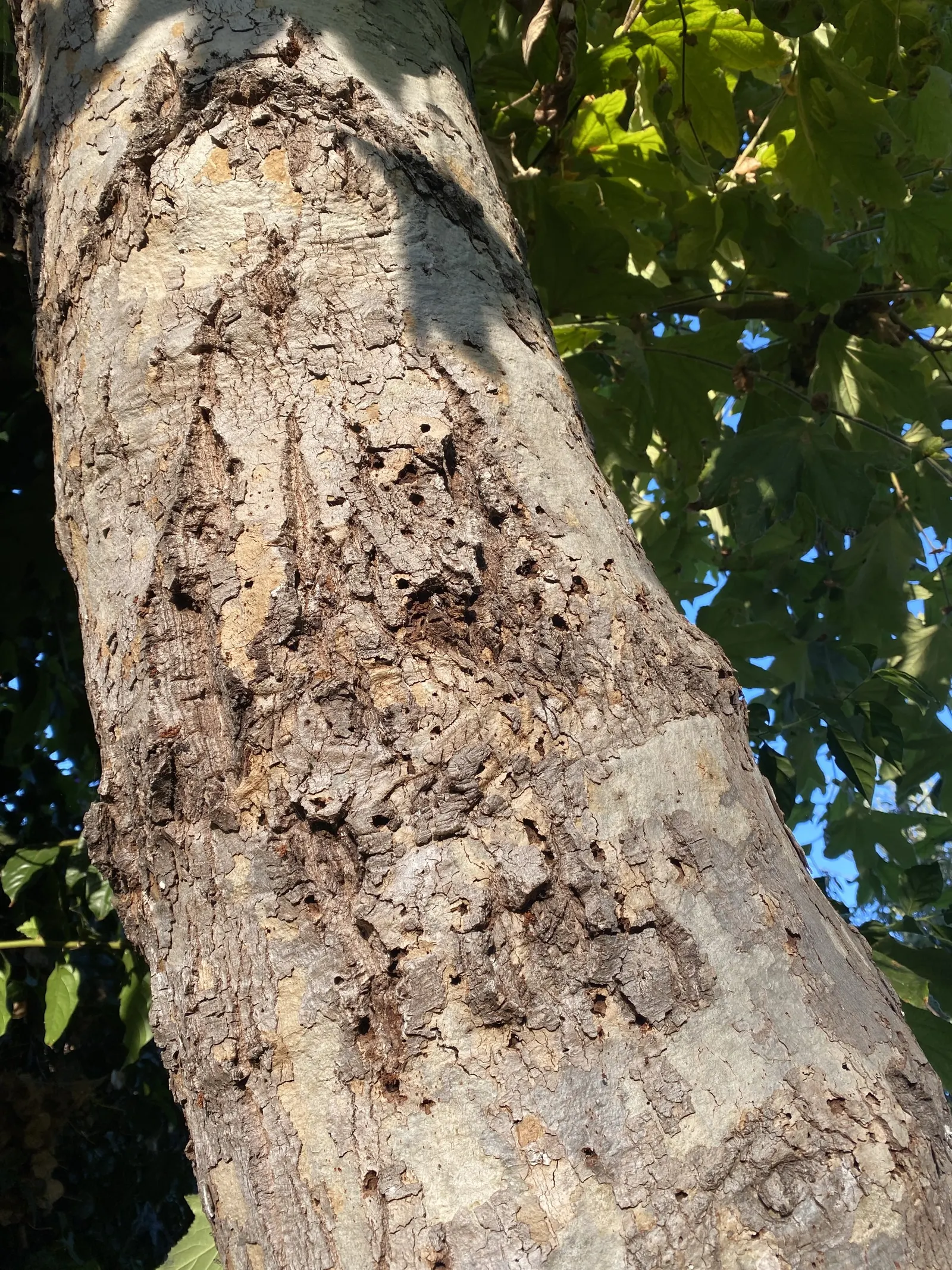Mexican Sycamore (Platanus Mexicana) — deciduous leaves of the California Sycamore are characteristically maple-like
